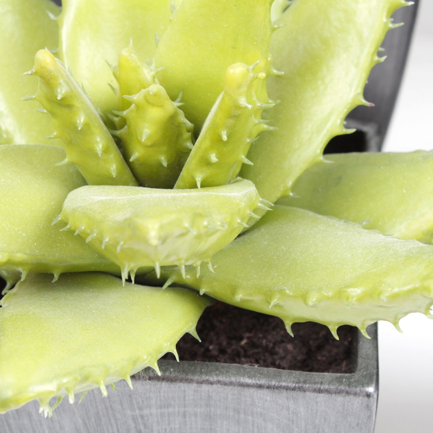 Set of Six Crate & Barrel Plants EBTH Set of Six Crate & Barrel Plants EBTH