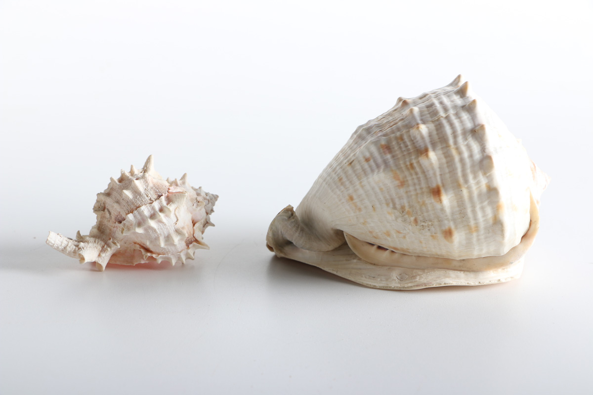 Collection of Shell Items | EBTH