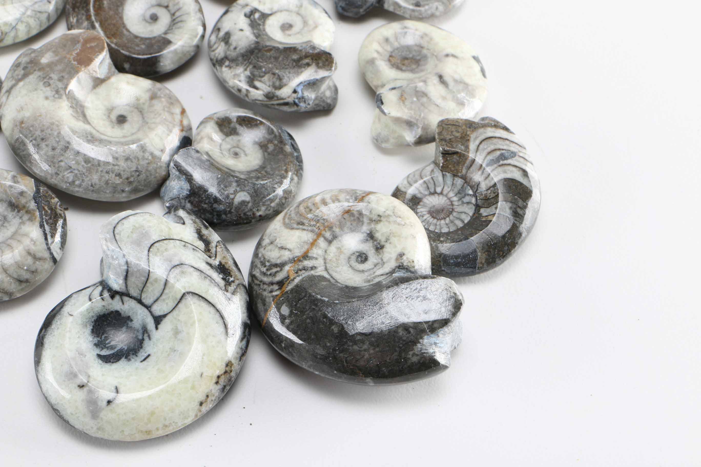 Group of Coiled Ammonoids | EBTH
