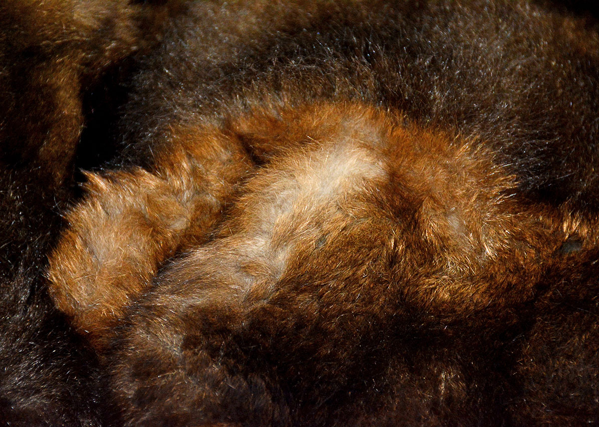 Australian Possum Fur Coat EBTH