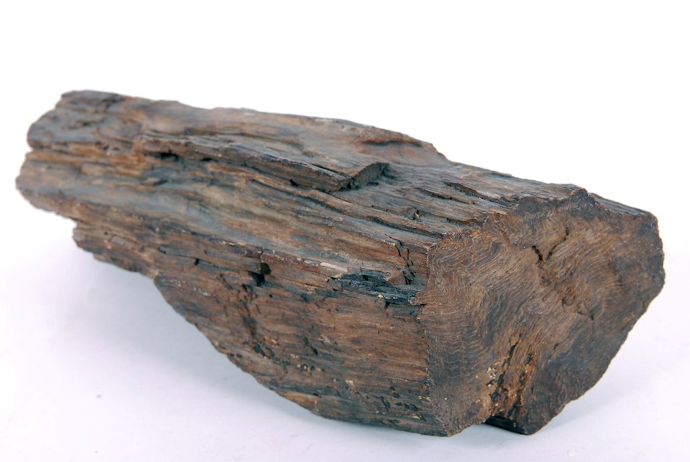 Large Piece of Petrified Wood EBTH
