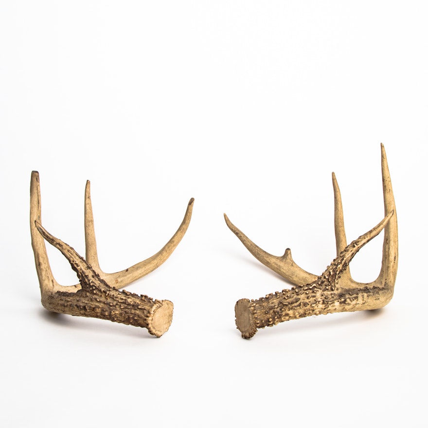 Pair Of Decorative Deer Antlers Ebth