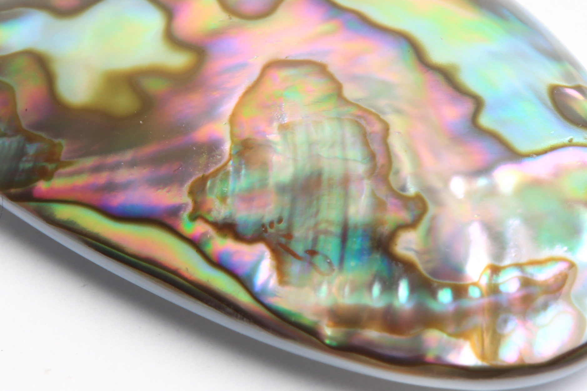 Unmounted Mother-of-Pearl Abalone Shell | EBTH