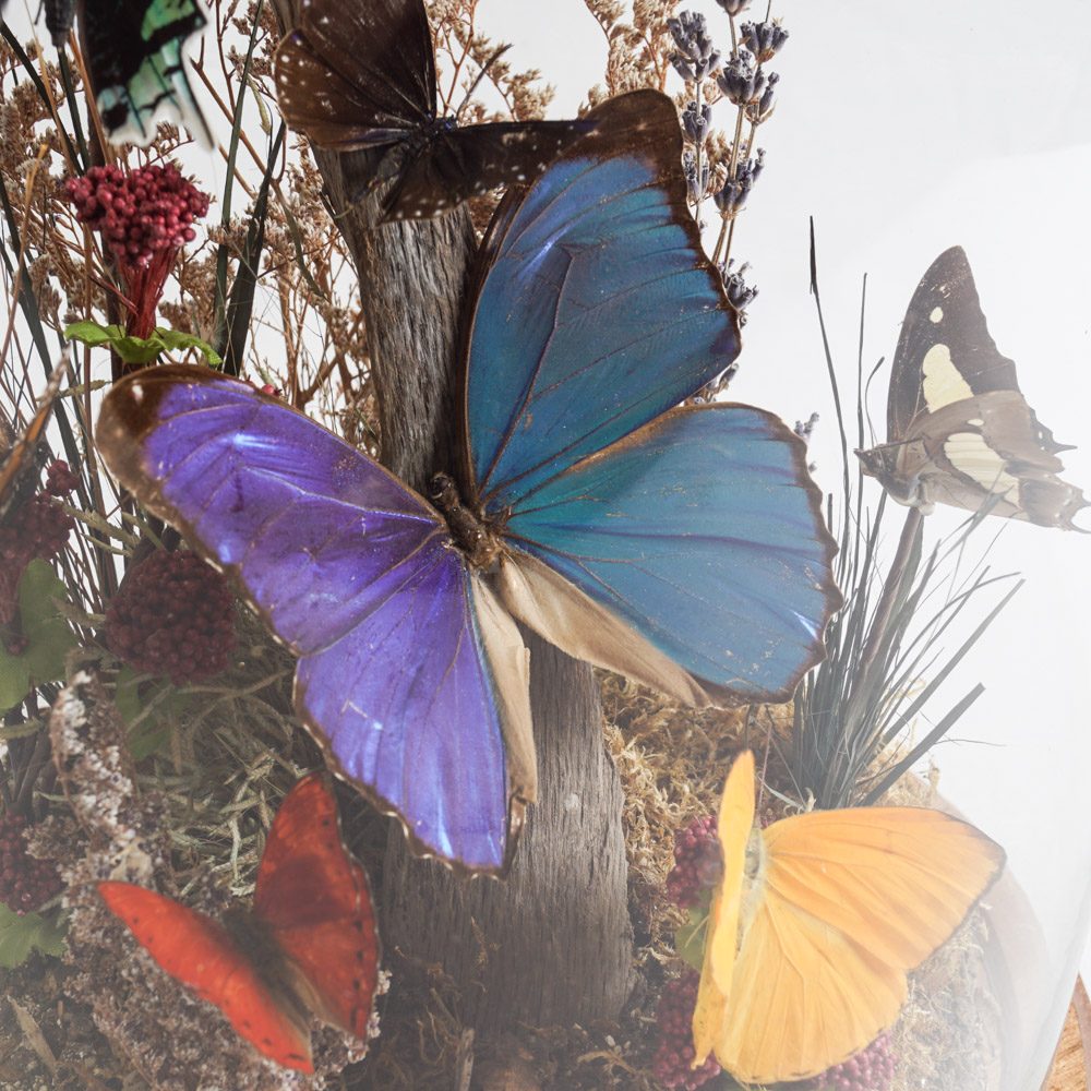 Butterfly Atrium EBTH