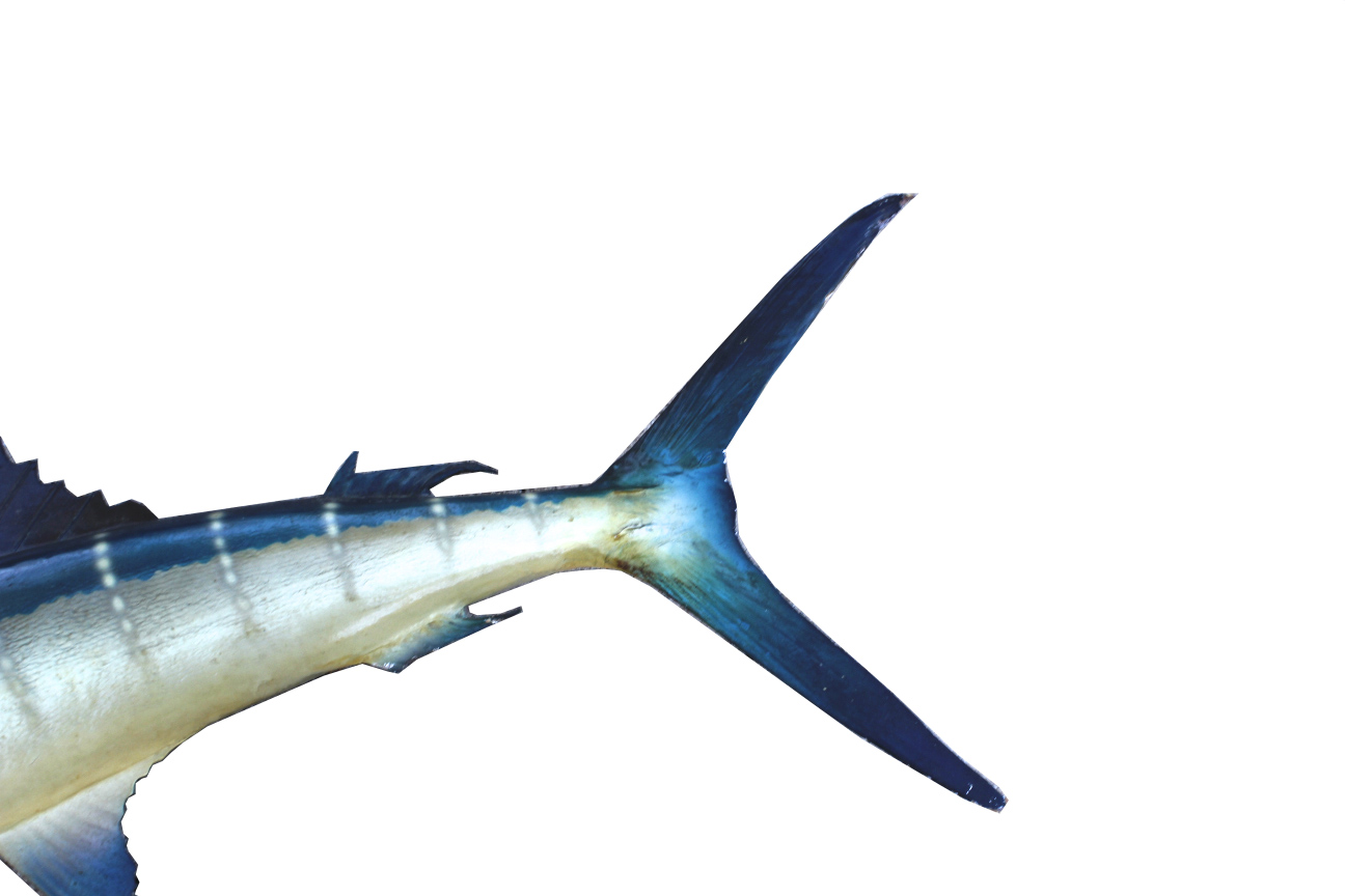 Taxidermy Swordfish | EBTH