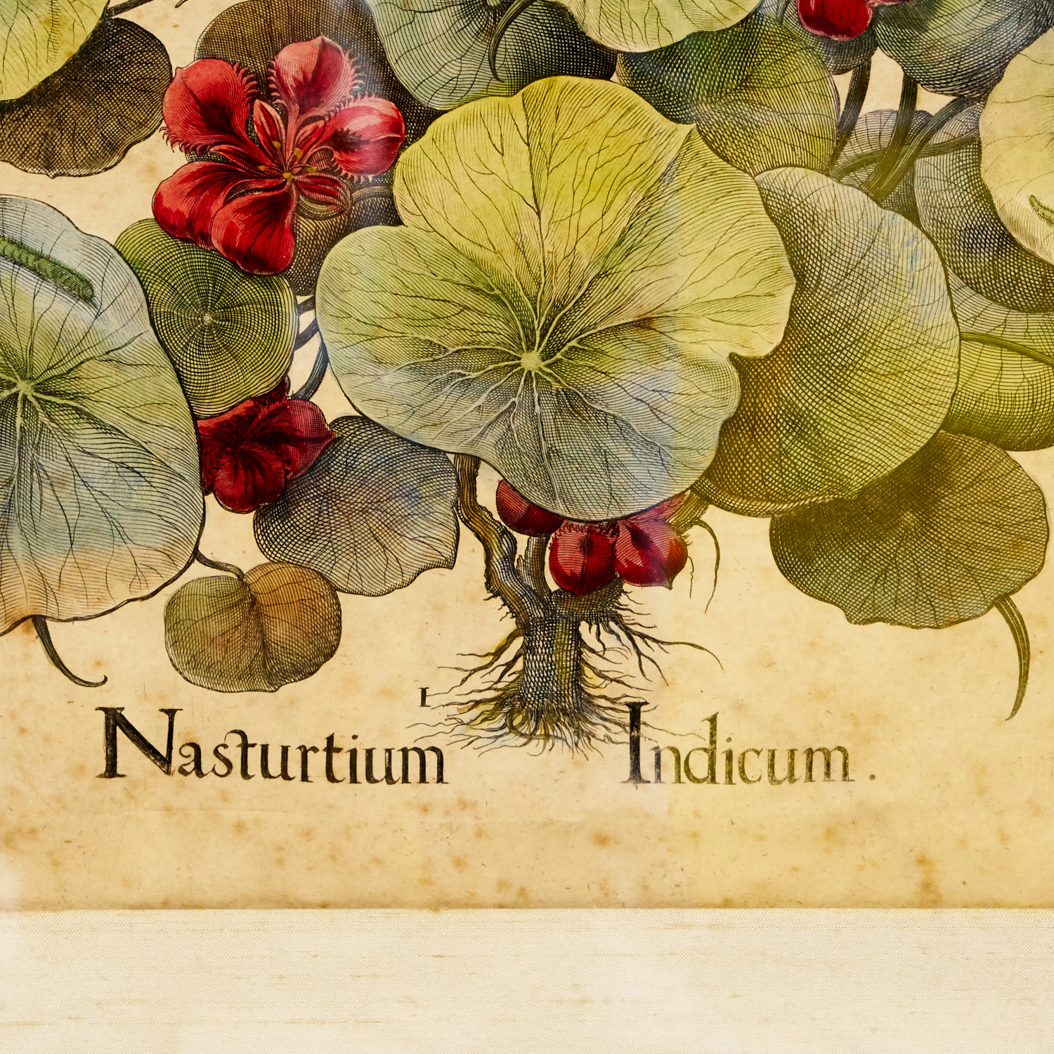 Antique Hand Colored Botanical Engraving in Frame EBTH