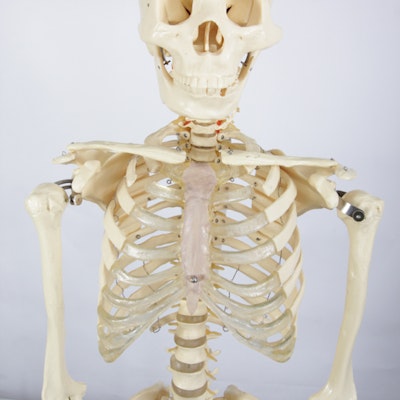 Anatomical Skeleton Model from the Marina Abramovic Art Gala 2011 Anatomical Skeleton Model from the Marina Abramovic Art Gala 2011