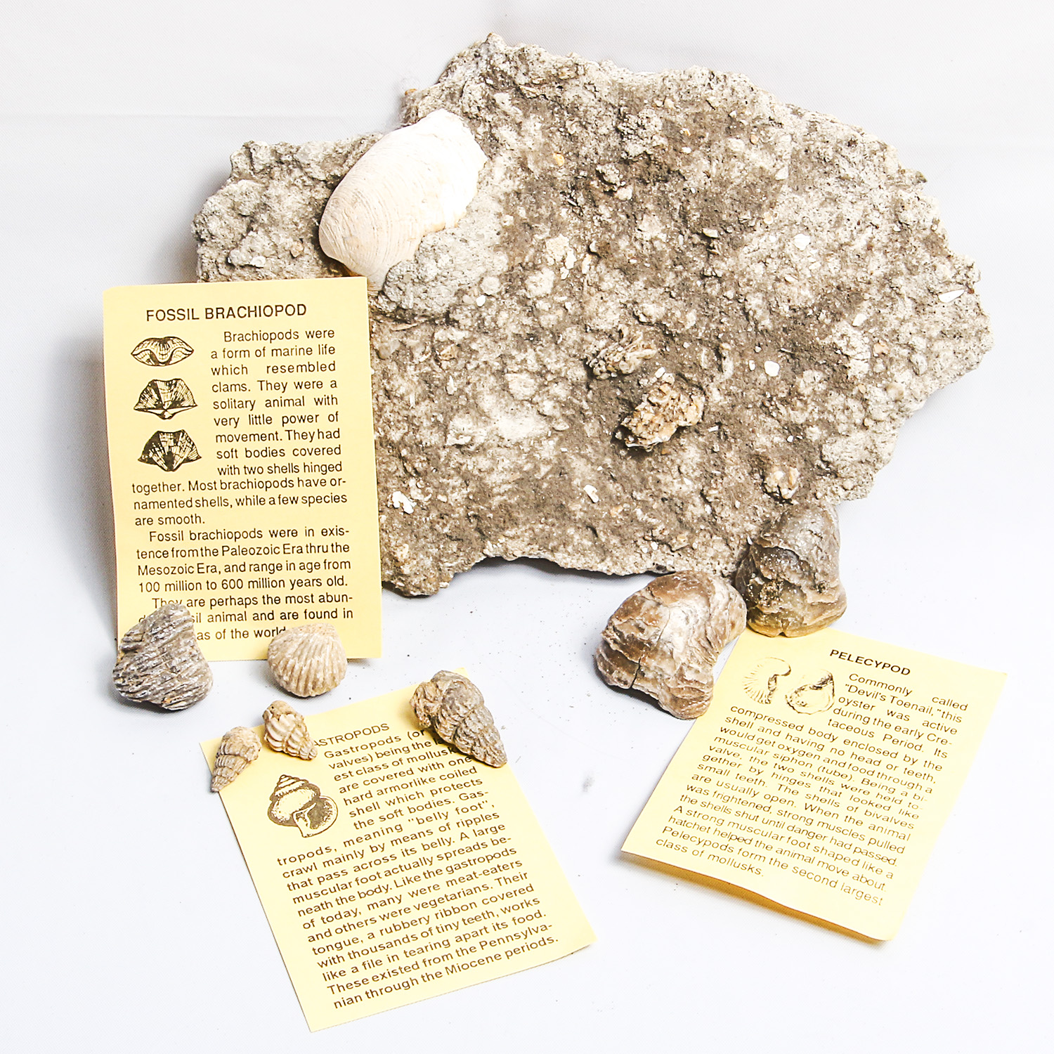 Collection of Marine Fossil Specimens EBTH