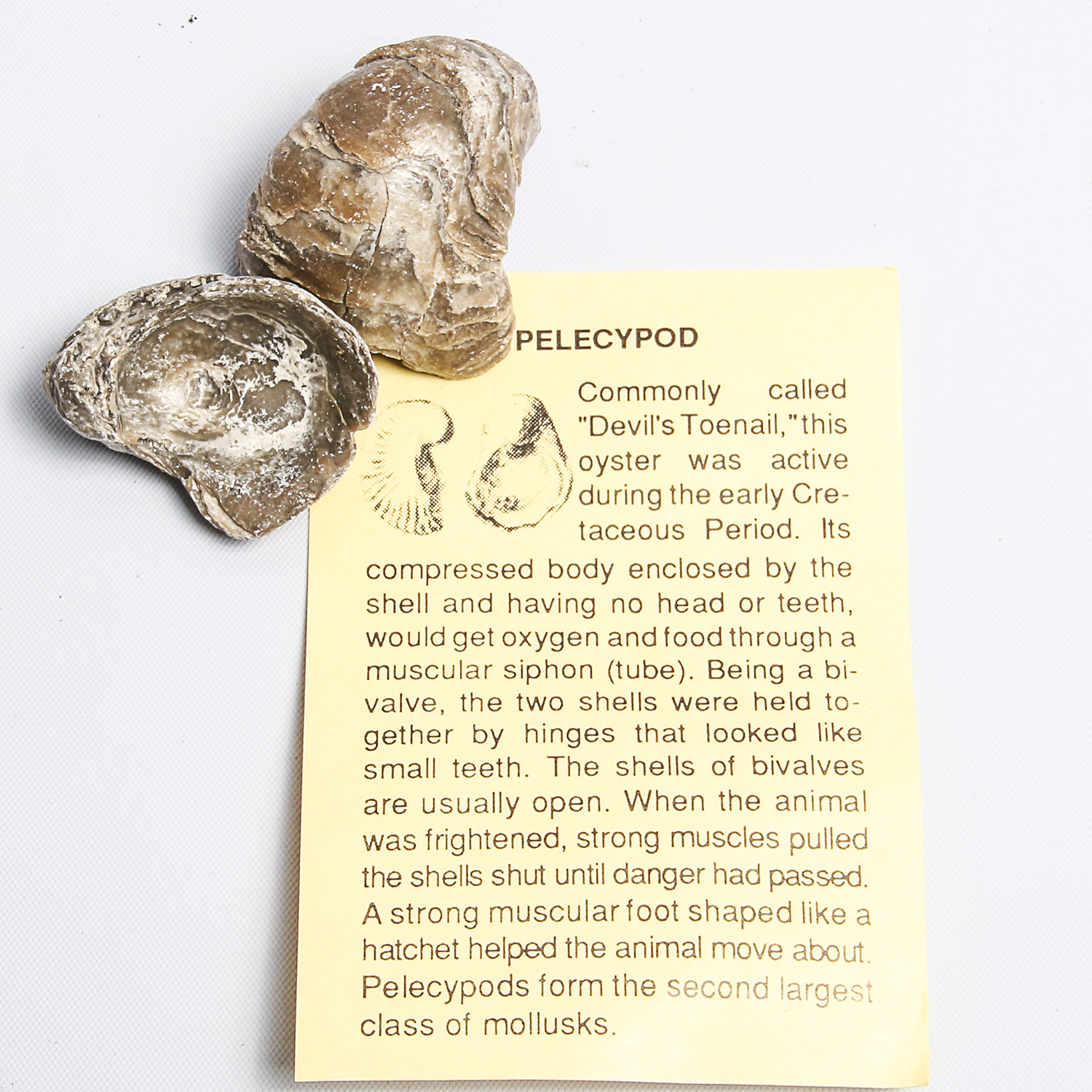 Collection of Marine Fossil Specimens EBTH