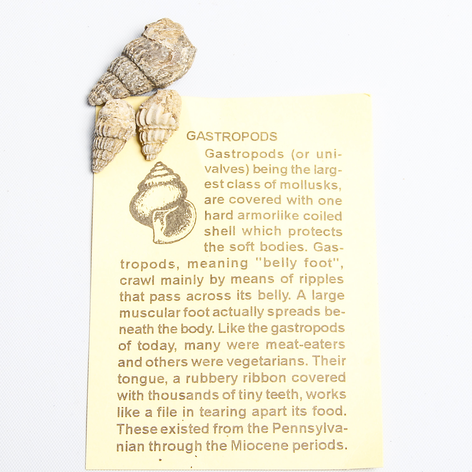 Collection of Marine Fossil Specimens EBTH