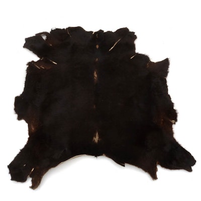 Genuine Black Bear Rug