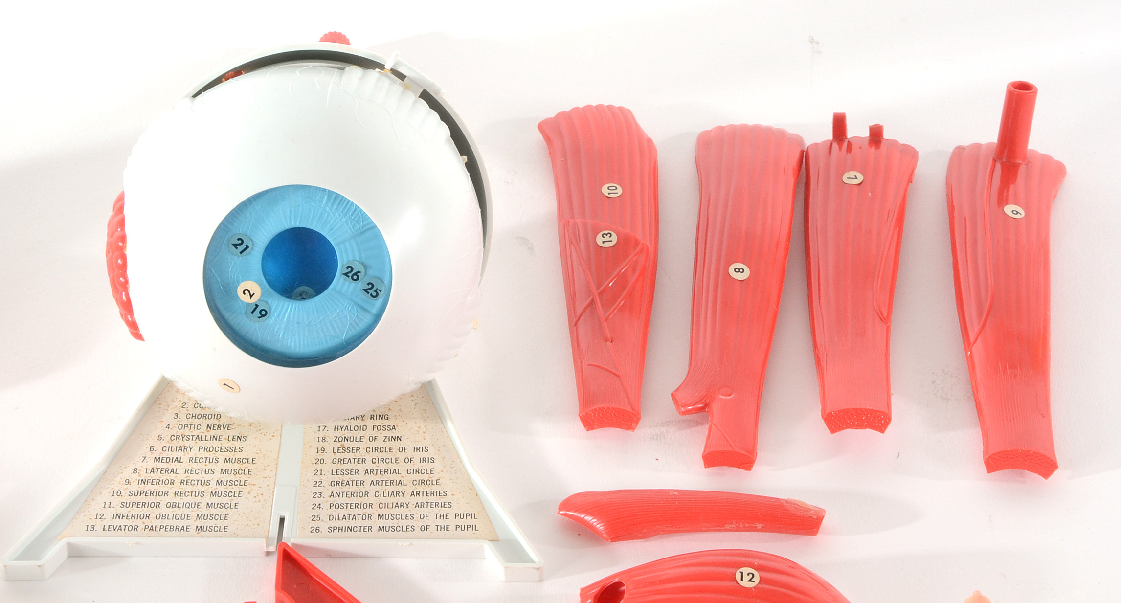 Group of Vintage Anatomy Models | EBTH