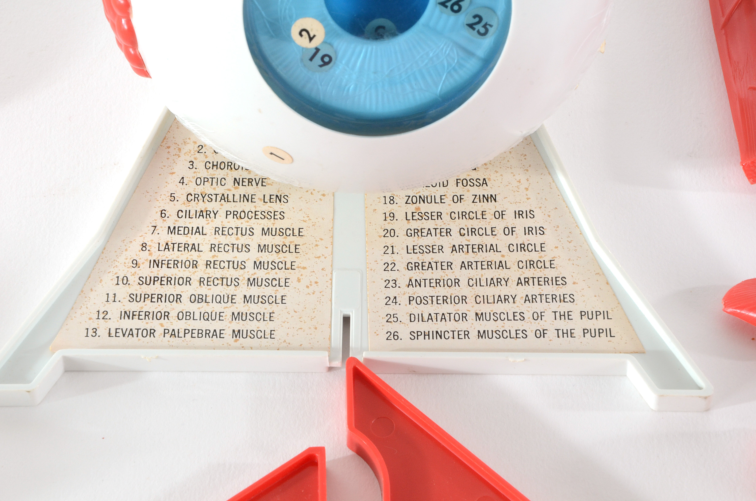 Group of Vintage Anatomy Models | EBTH