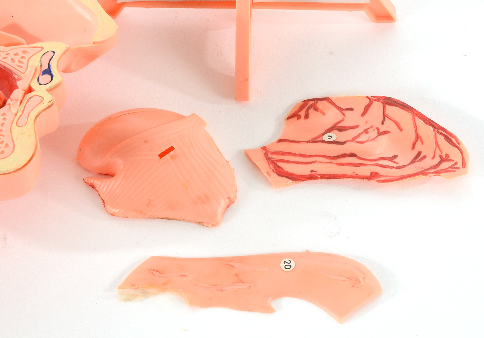 Group of Vintage Anatomy Models | EBTH