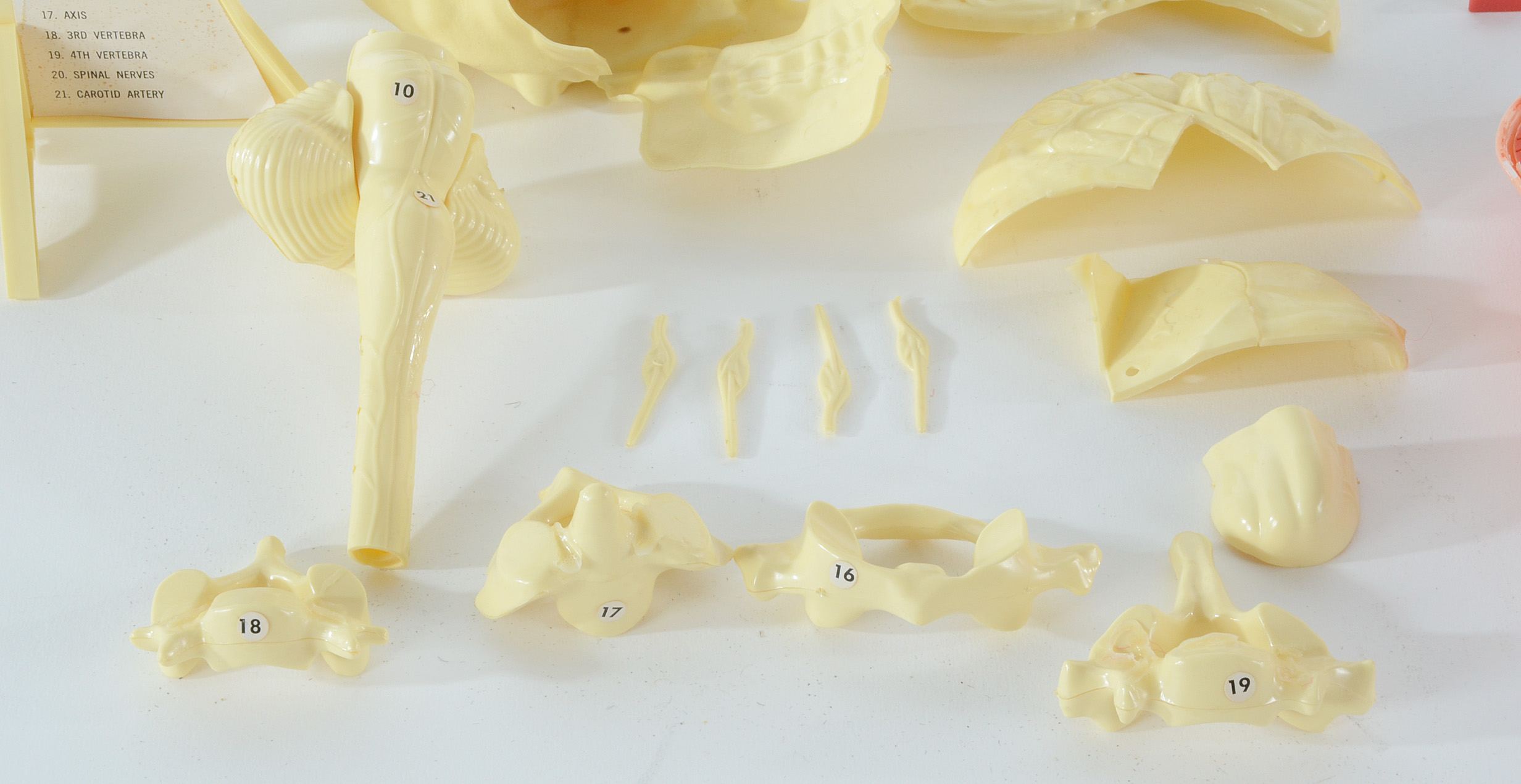 Group of Vintage Anatomy Models | EBTH