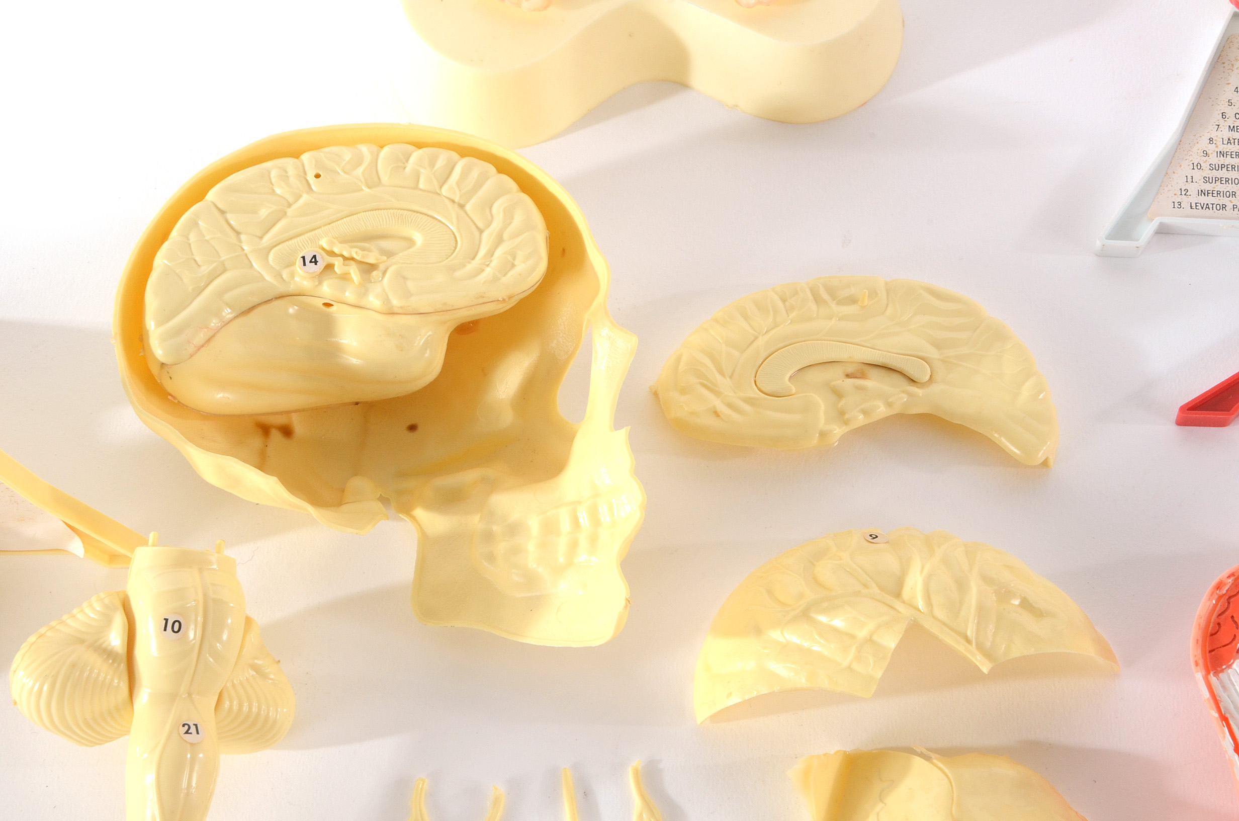 Group of Vintage Anatomy Models | EBTH