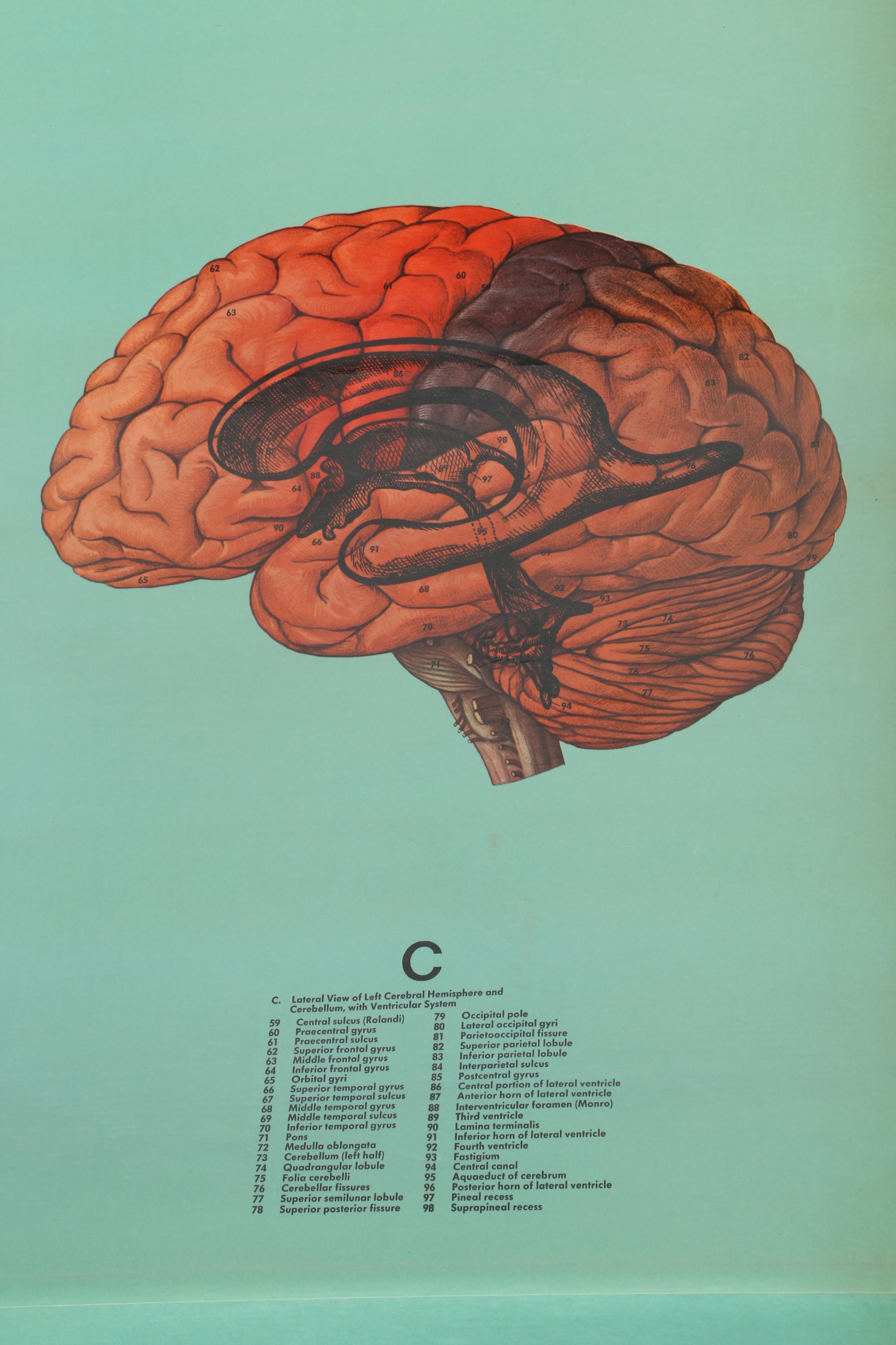 Denoyer-Geppert "Human Brain" Pull Down Poster | EBTH