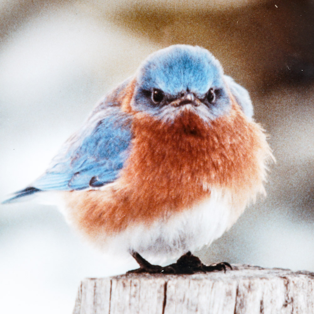Michael L. Smith Photographic Print "Mad Bluebird" EBTH
