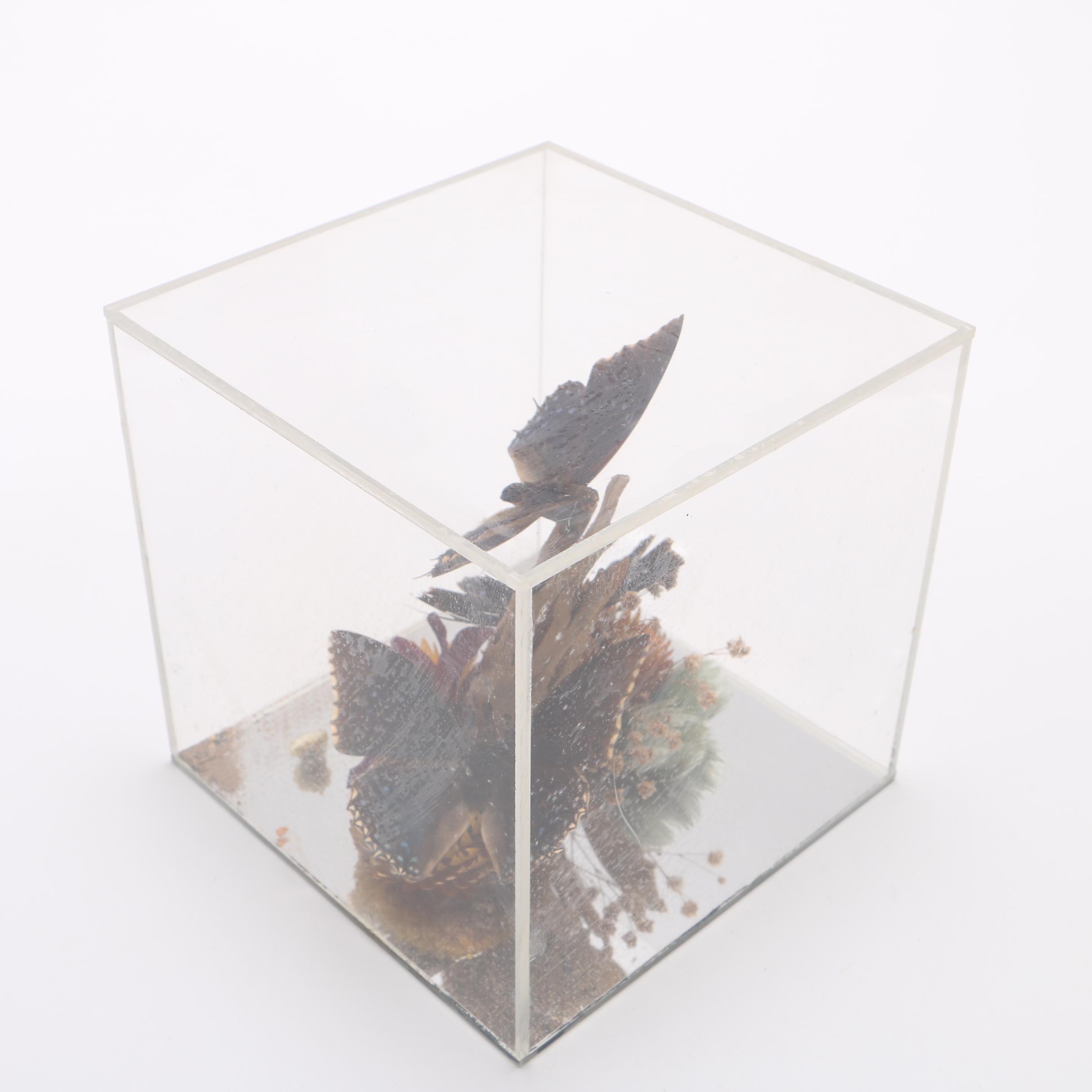 Butterflies in Acrylic Box EBTH