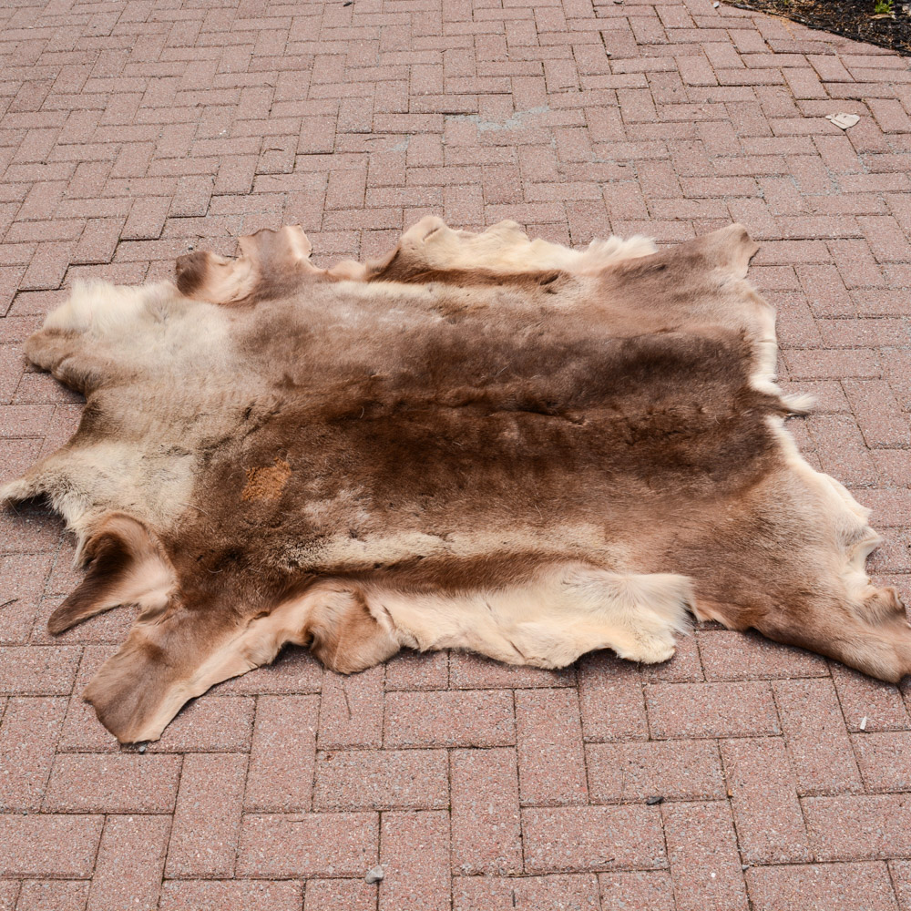 Alaskan Elk Hide Rug EBTH