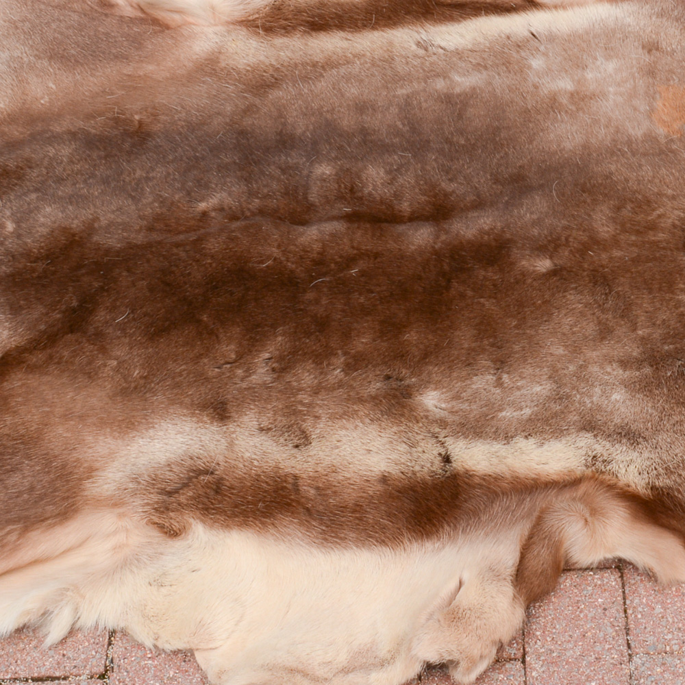 Alaskan Elk Hide Rug EBTH