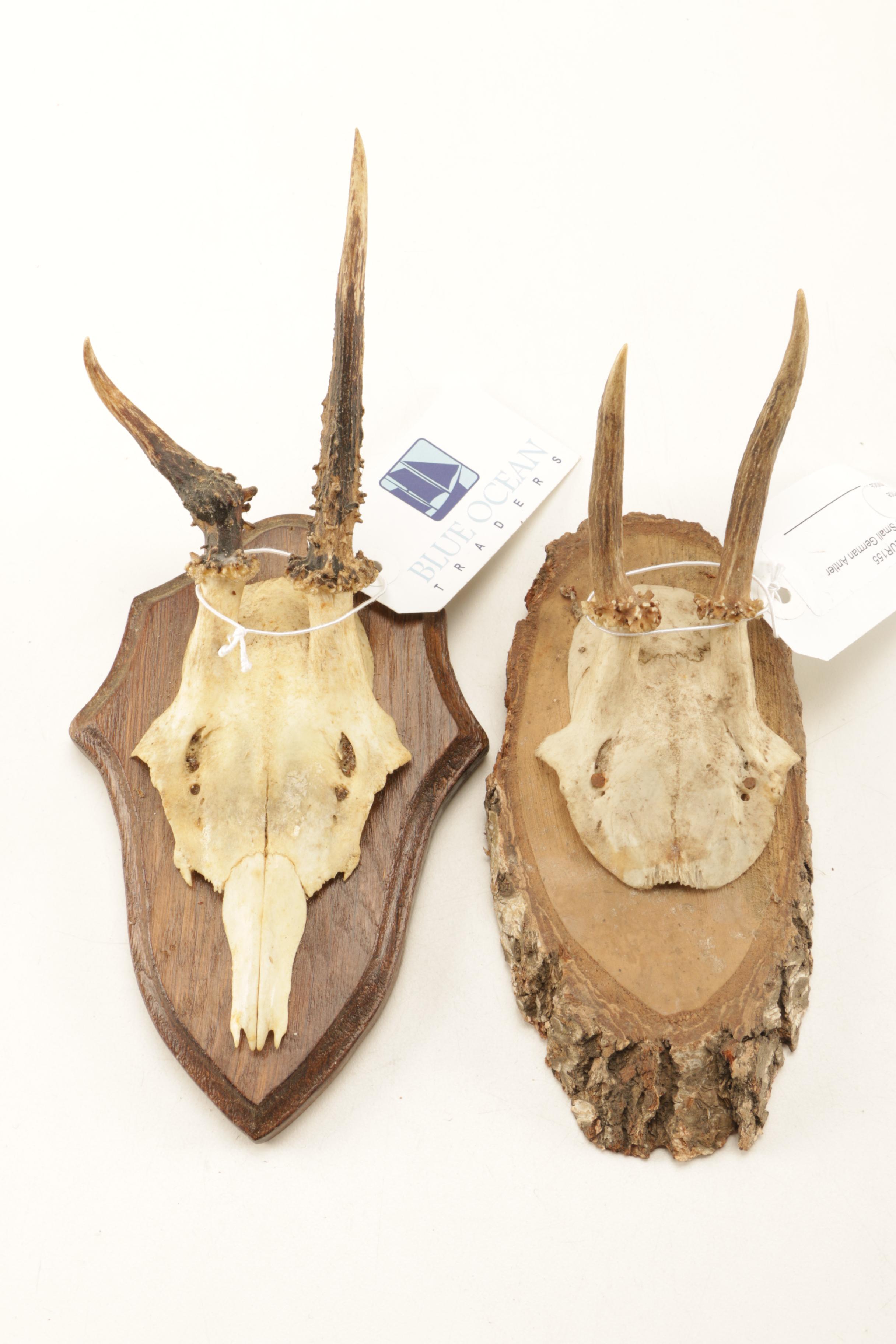 Taxidermy Skull Horn Mounts EBTH