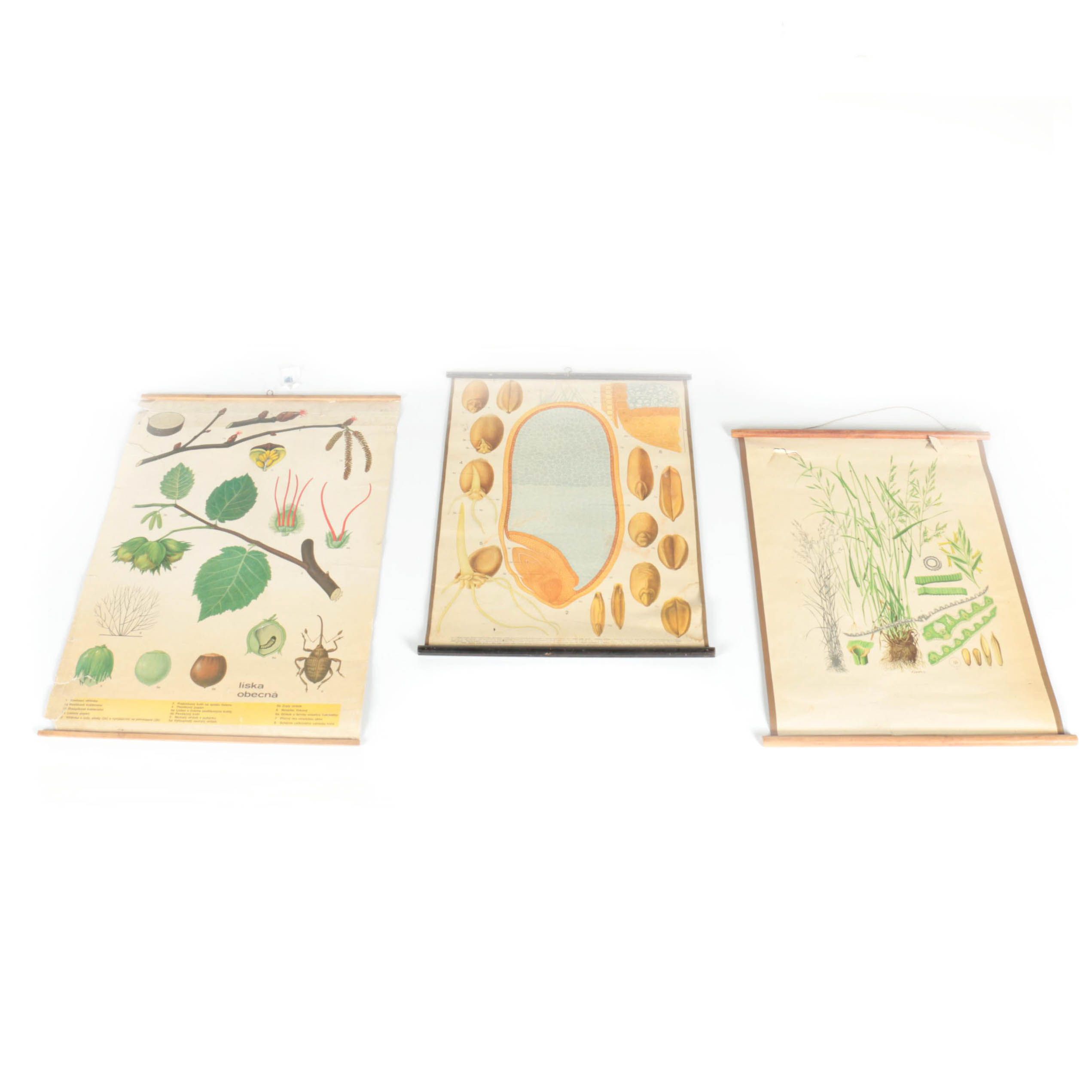 Educational Plant Posters EBTH