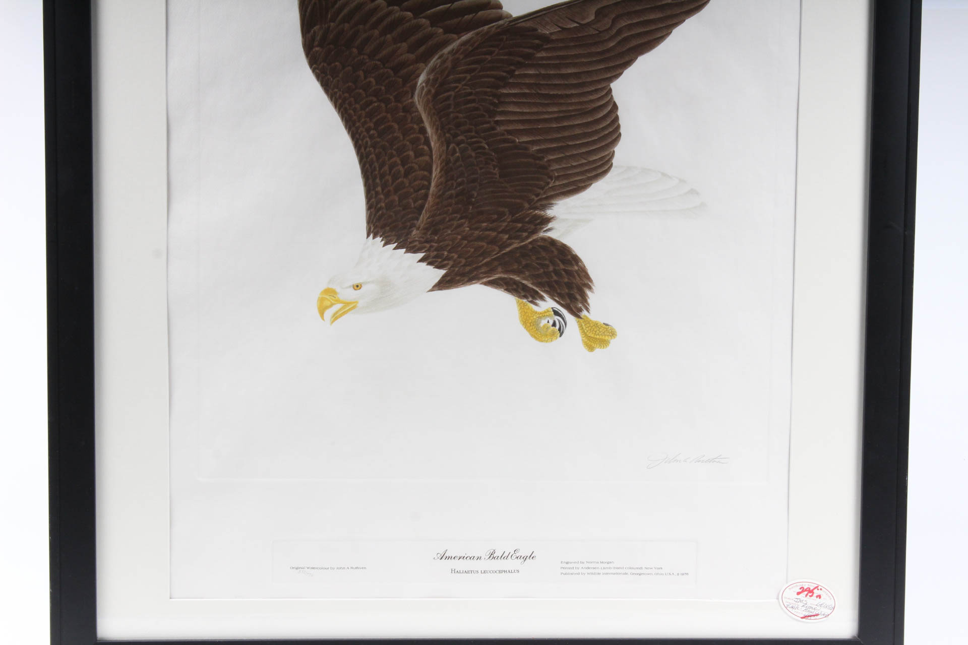 John A. Ruthven Limited Edition HandColored Engraving "Bald Eagle" EBTH