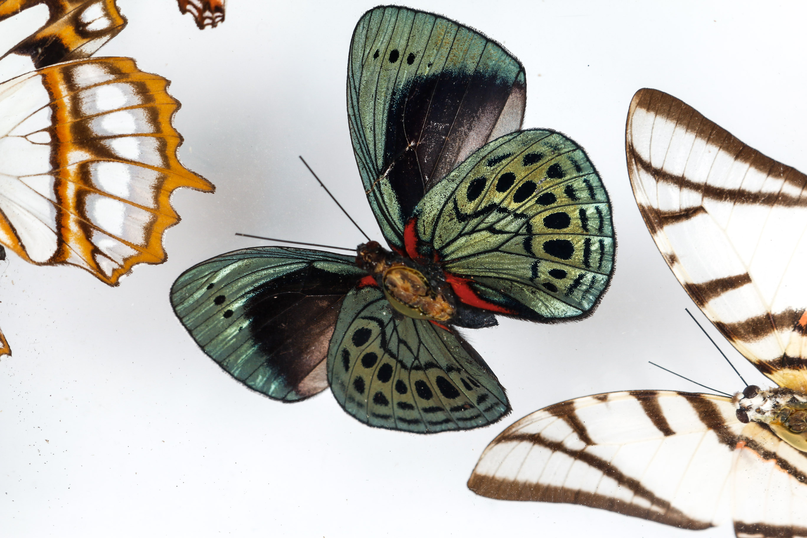 Framed Butterfly Specimens EBTH