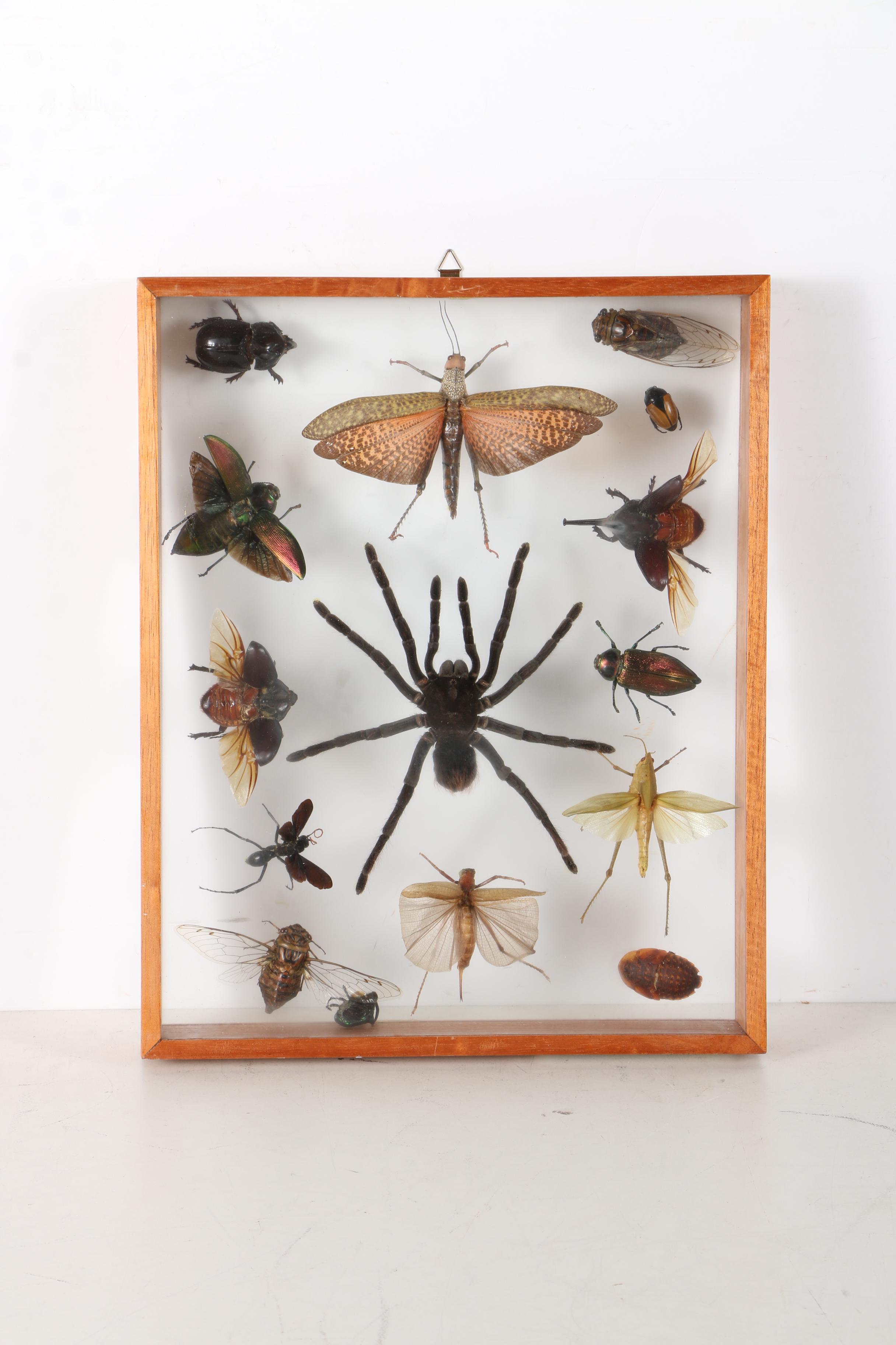 Insect Collection in Shadow Boxes EBTH