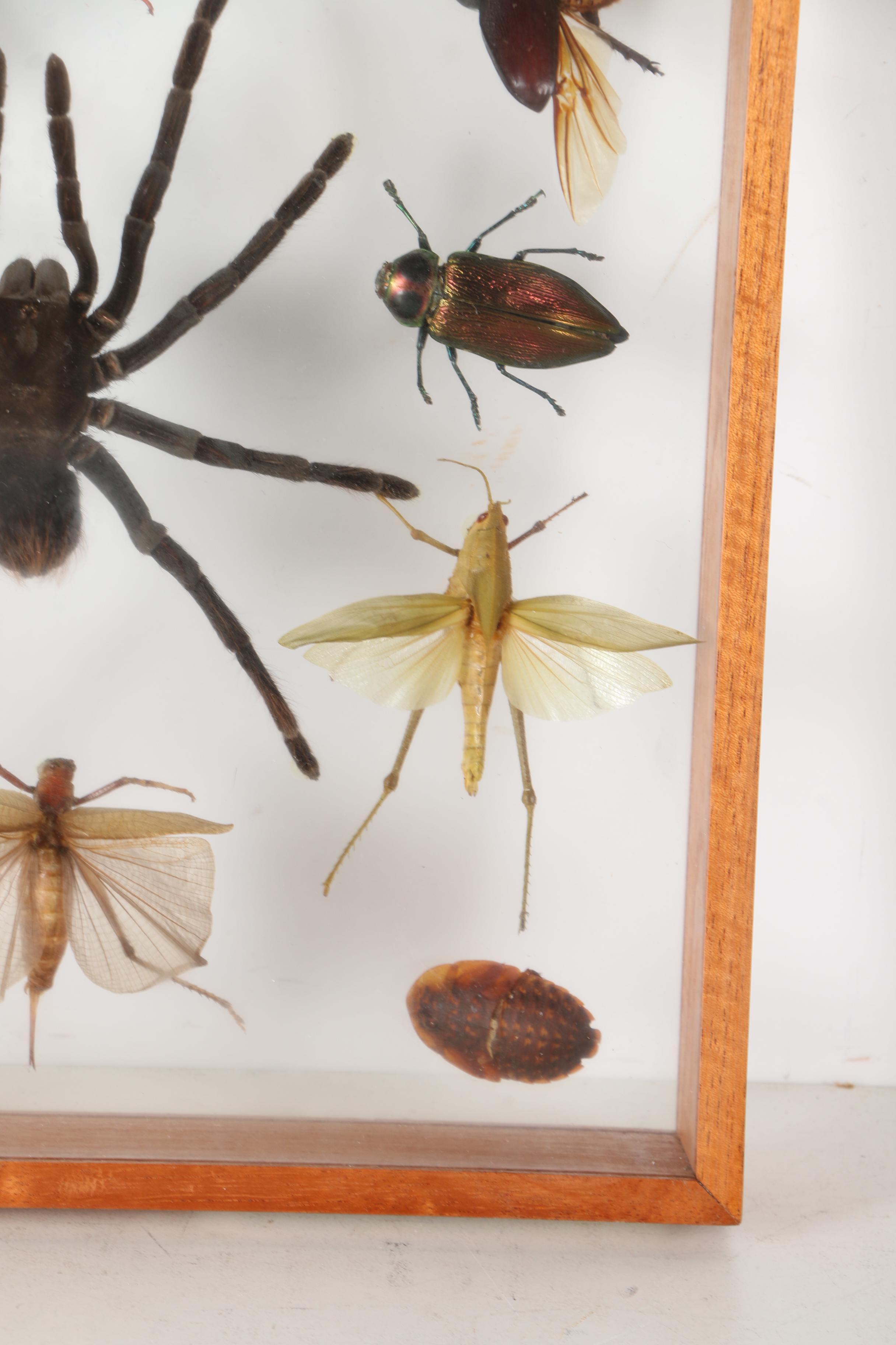Insect Collection in Shadow Boxes EBTH