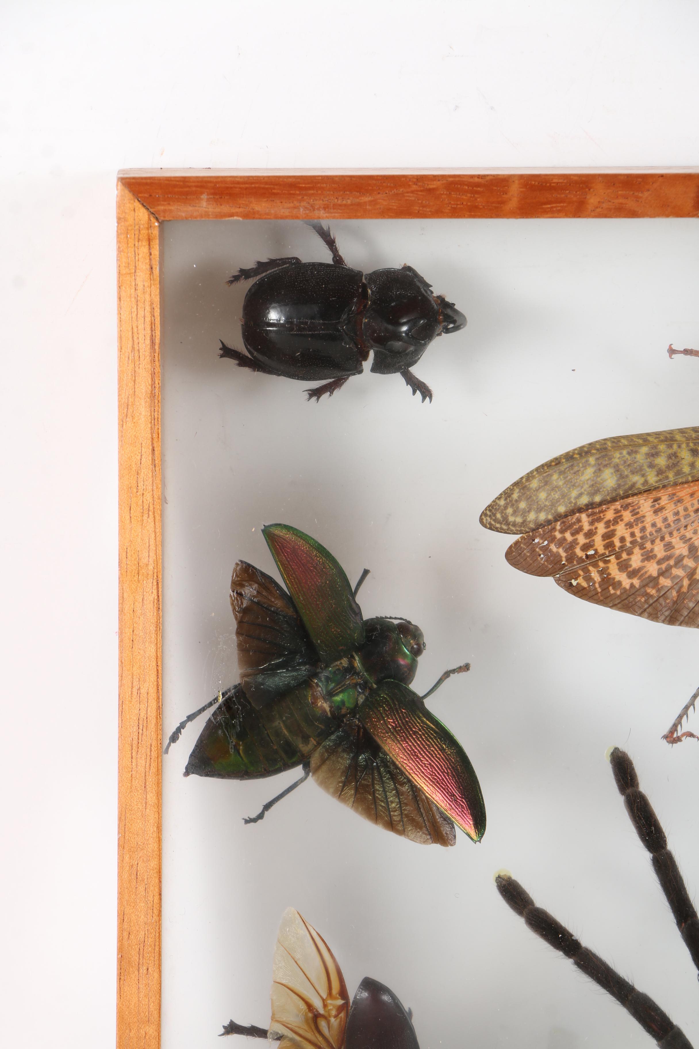 Insect Collection in Shadow Boxes EBTH