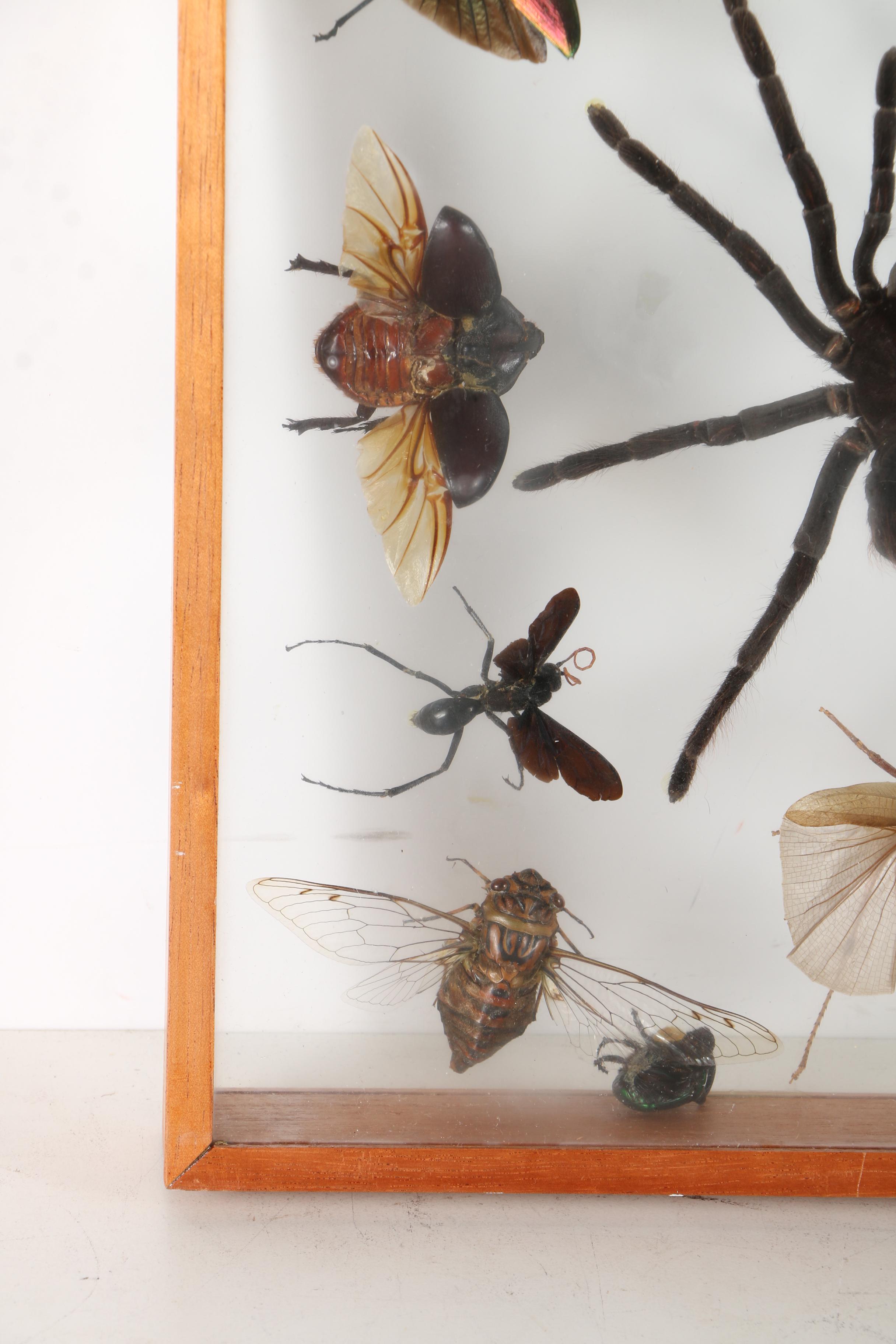 Insect Collection in Shadow Boxes EBTH
