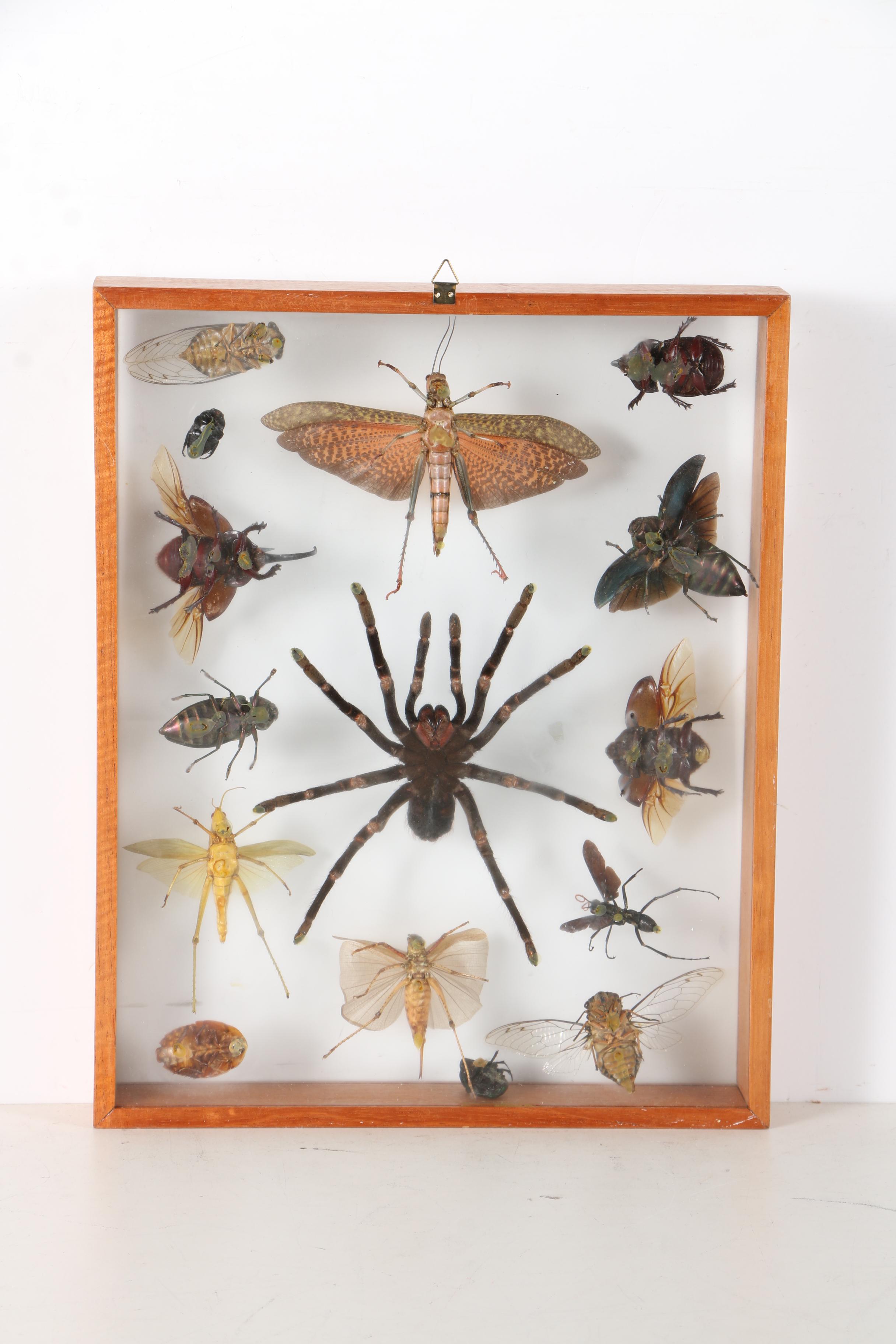 Insect Collection in Shadow Boxes EBTH