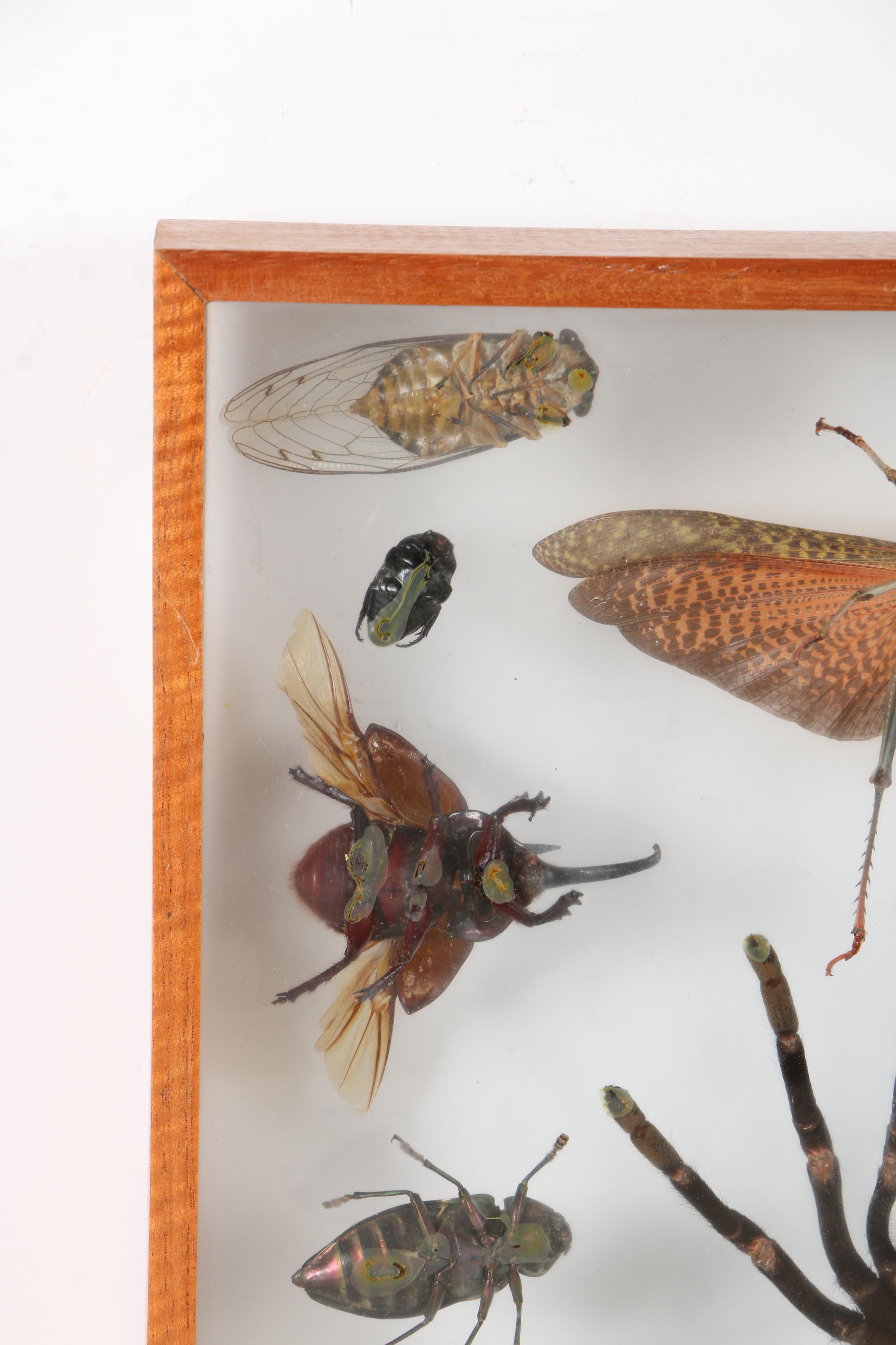 Insect Collection in Shadow Boxes EBTH