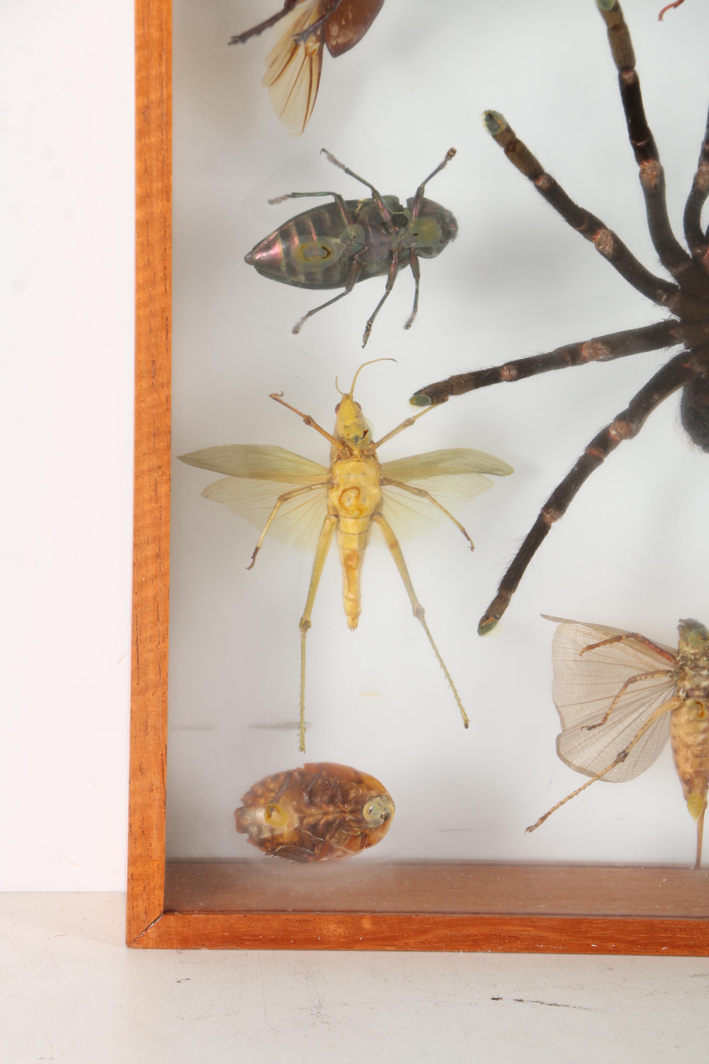 Insect Collection in Shadow Boxes EBTH