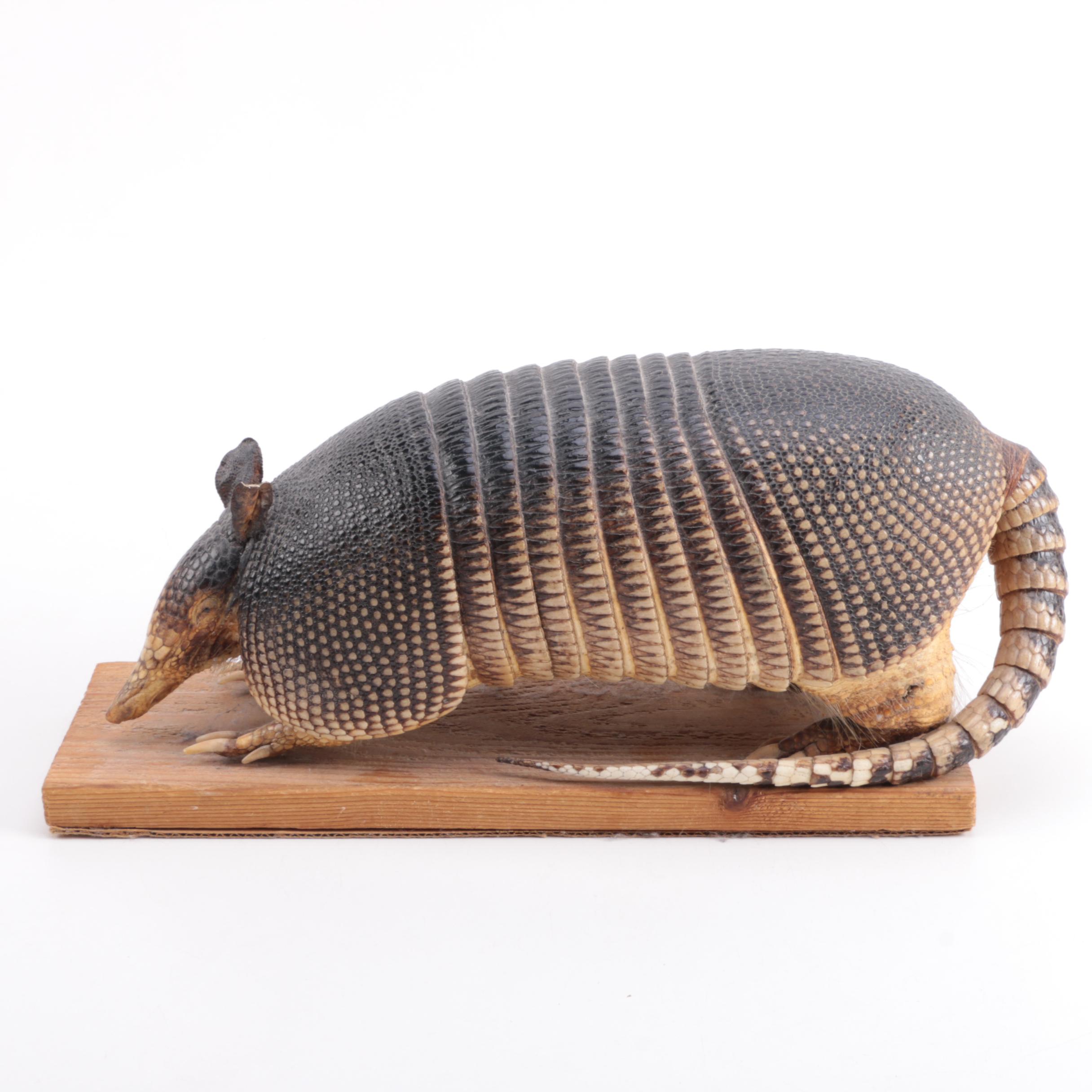 Taxidermy Armadillo EBTH