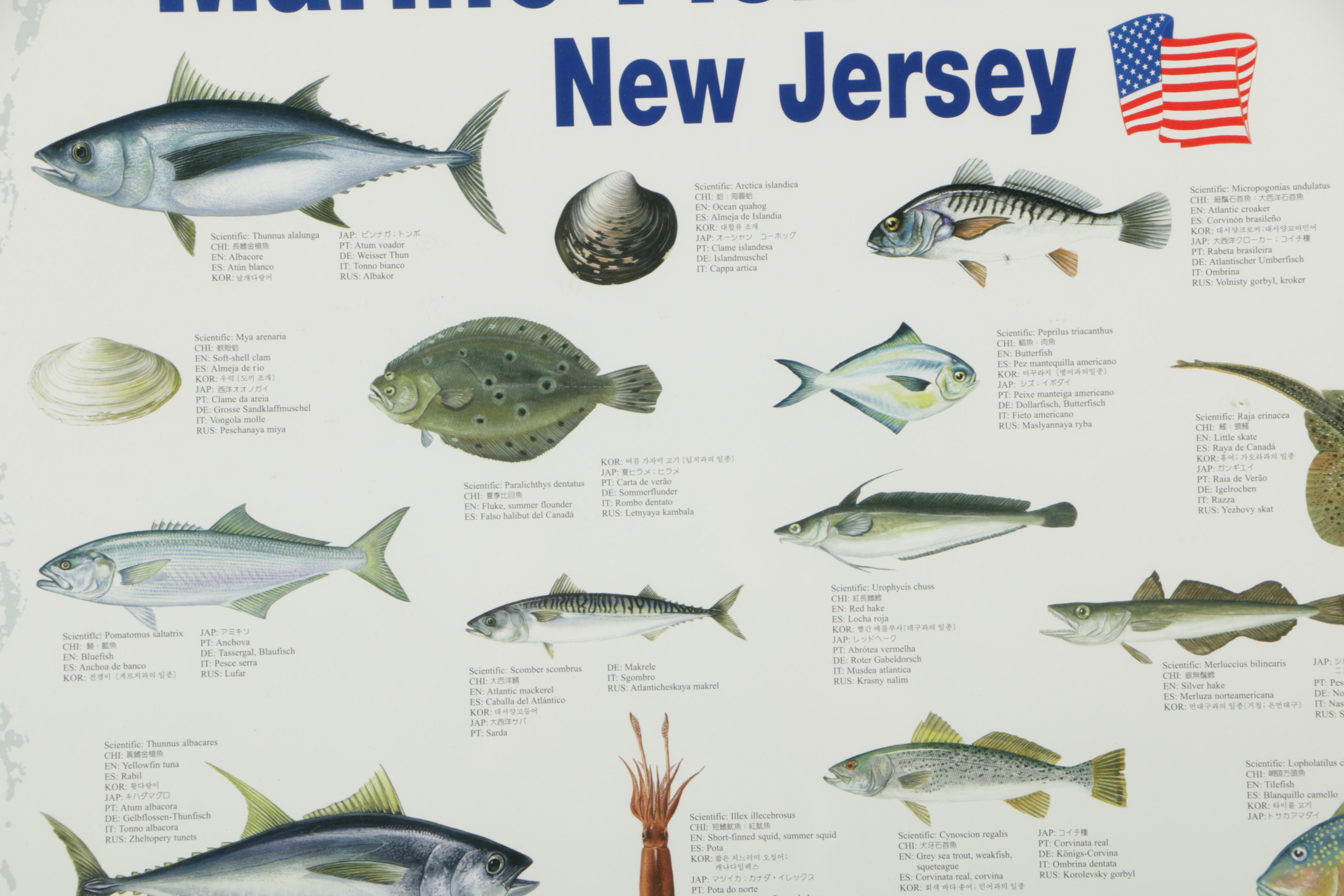 Marine Species Identification New Jersey Saltwater