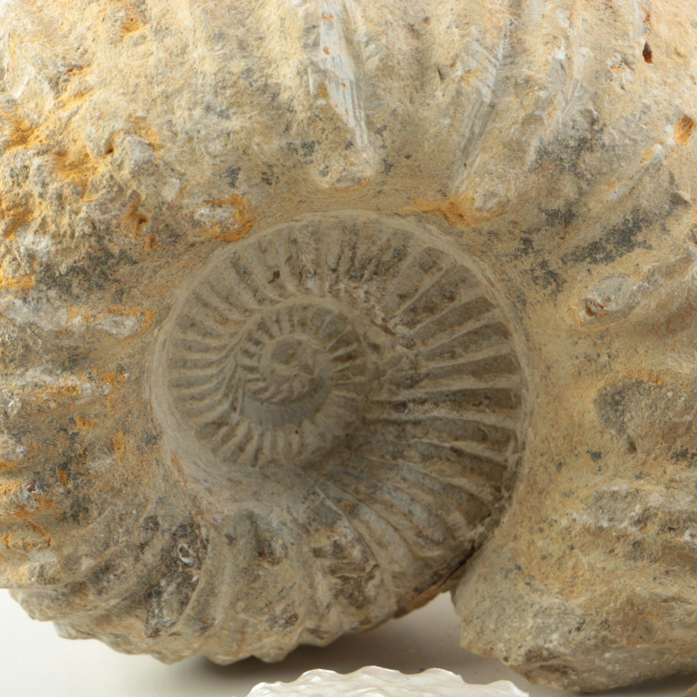 Mollusk Fossil Specimens EBTH