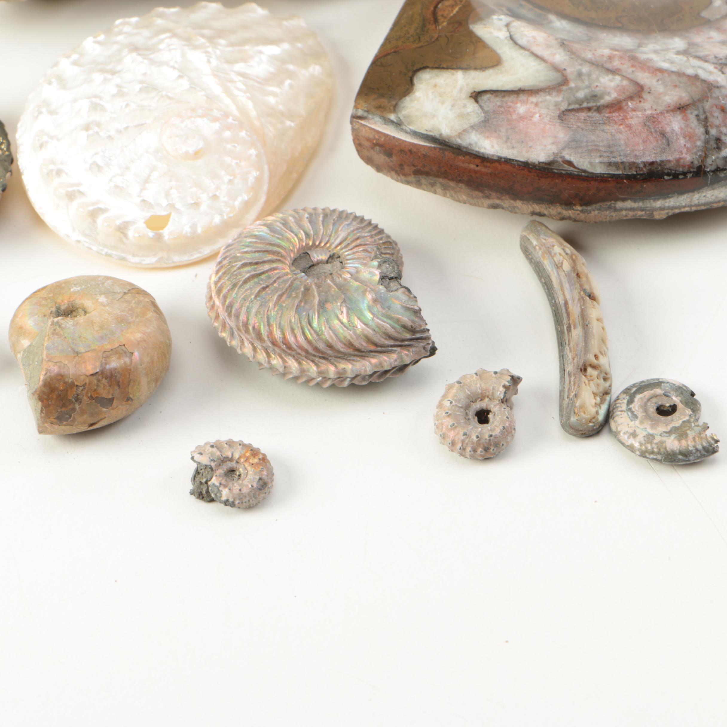 Mollusk Fossil Specimens EBTH