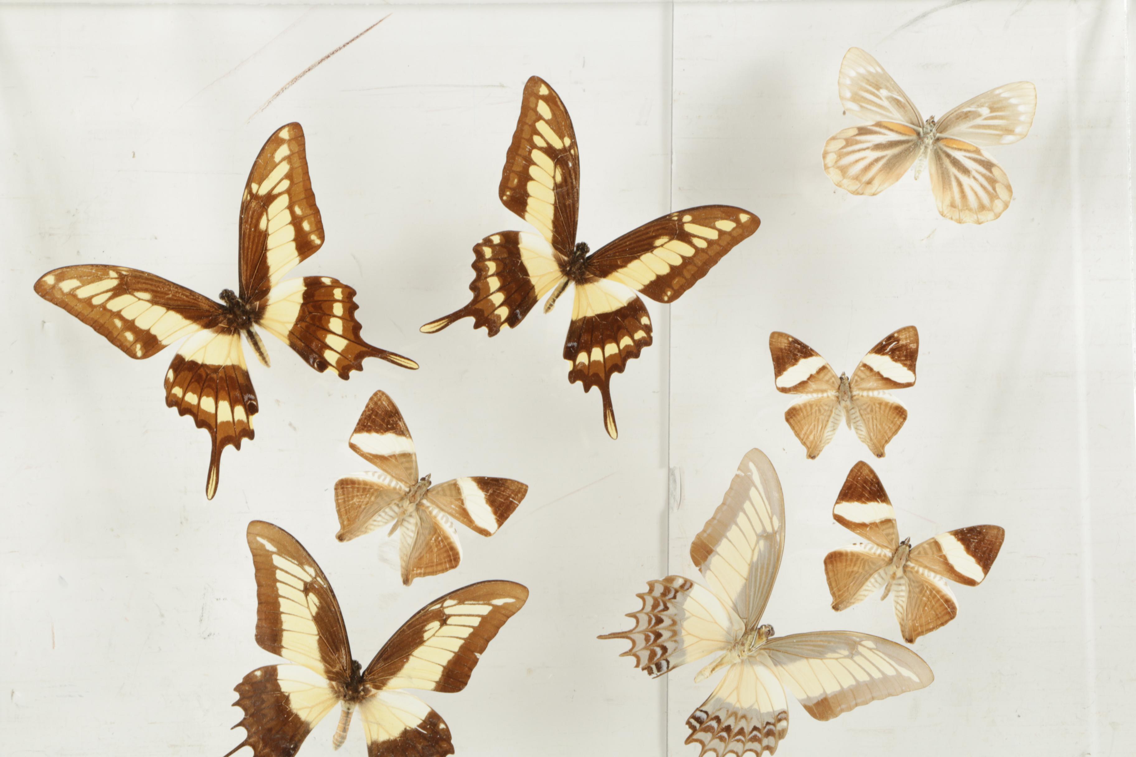 Preserved Butterflies EBTH