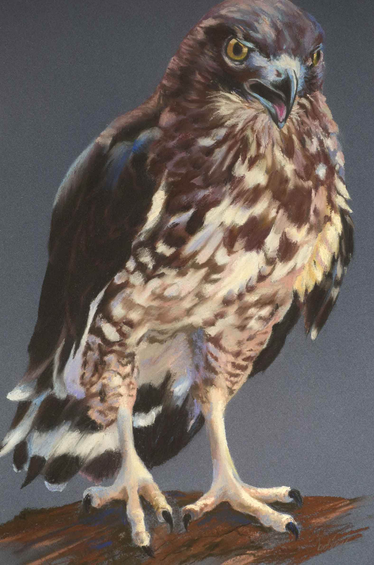 Deanna Boling Original Pastel Drawing of a Hawk EBTH