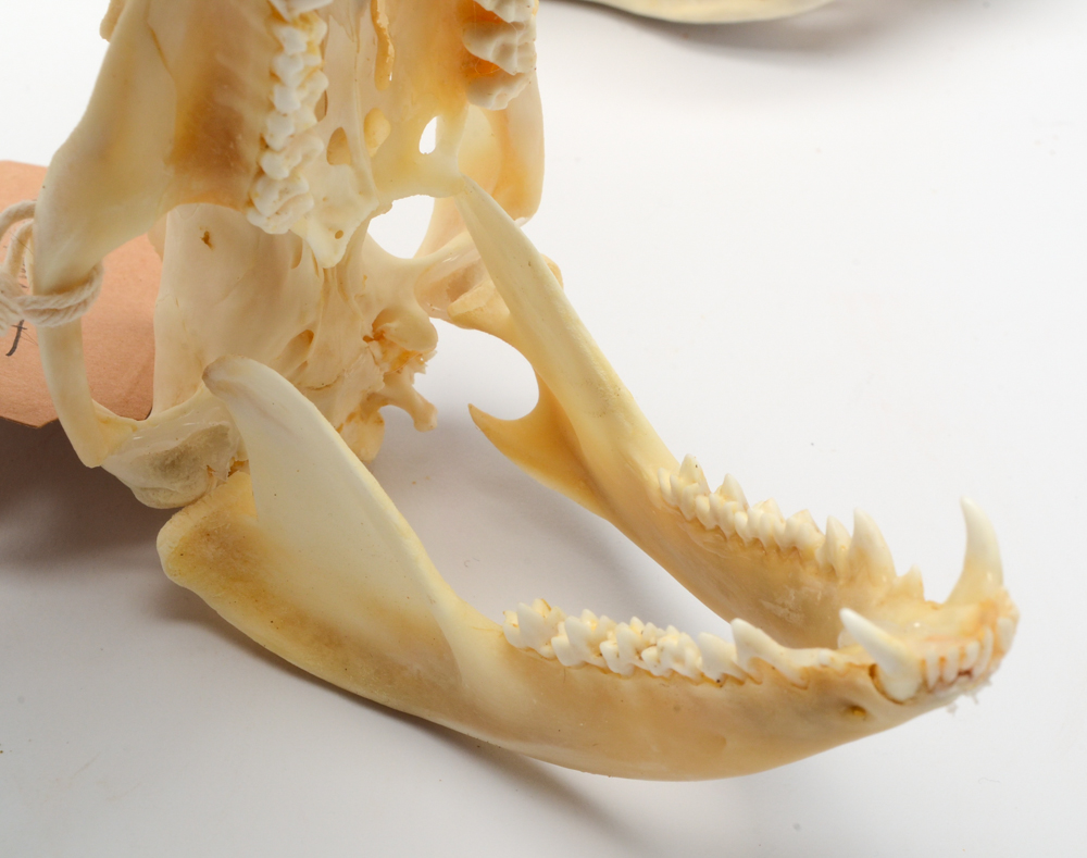 Four Virginia Opossum Skulls EBTH