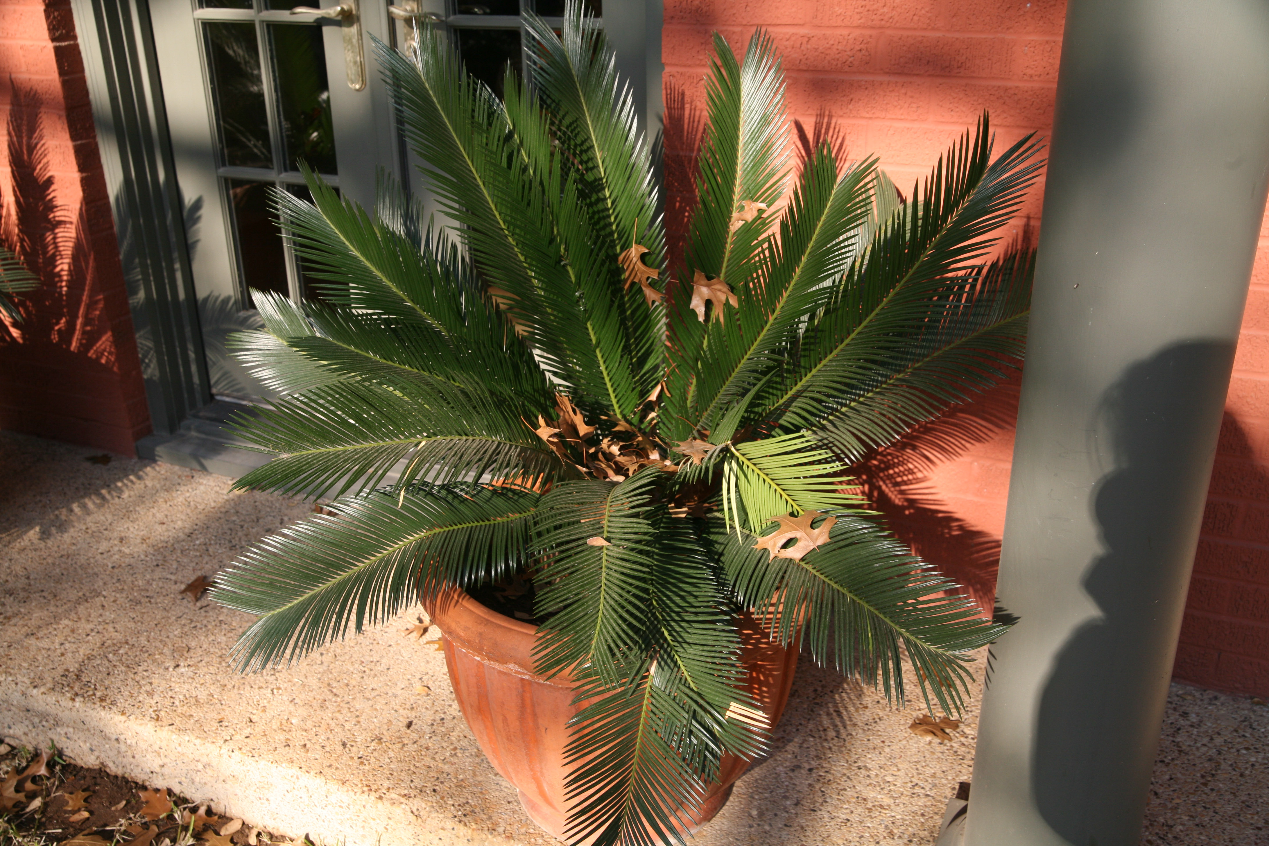 Pair of Pygmy Date Palms in Ceramic Planters EBTH