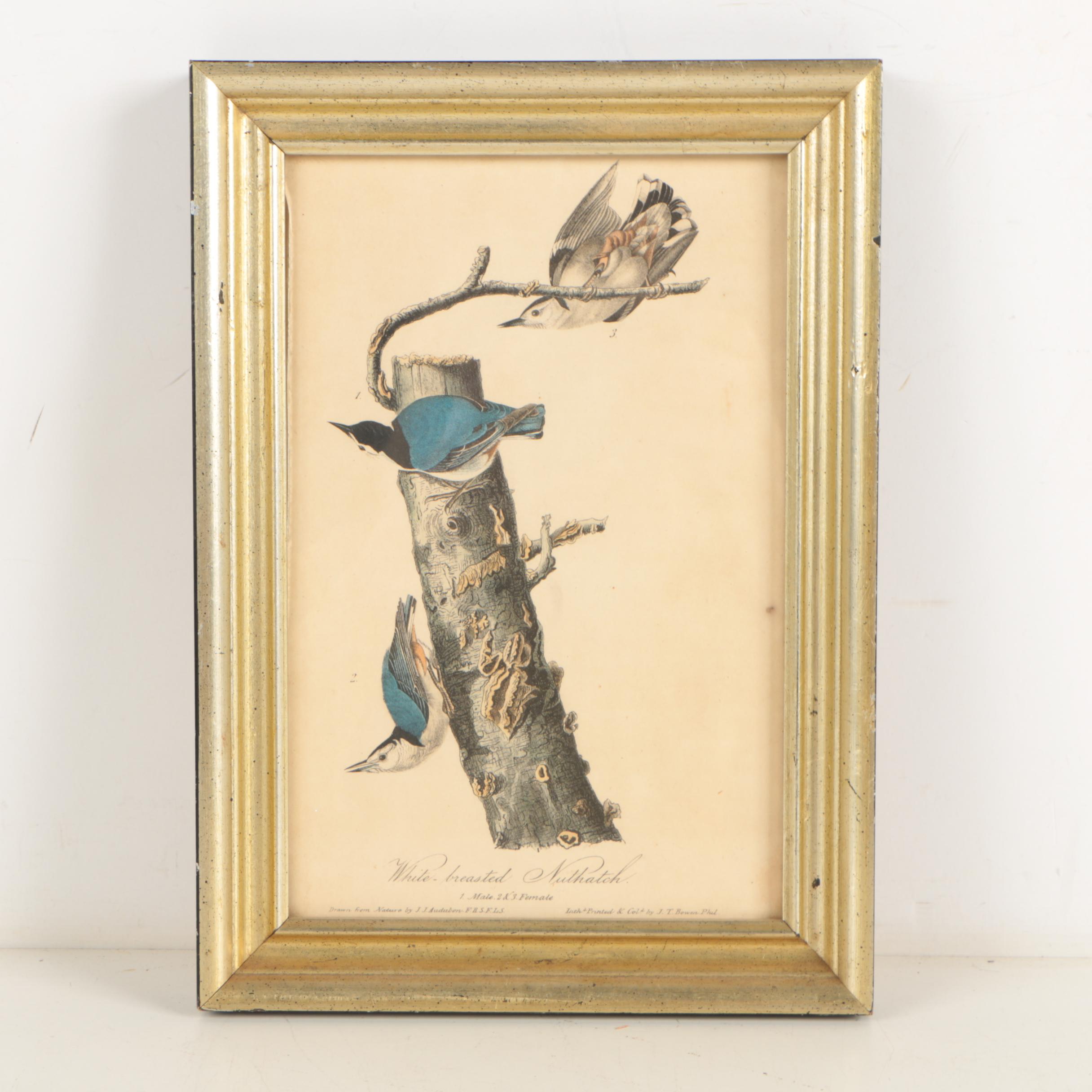 Hand Colored J. J. Audubon Lithographs of Birds EBTH