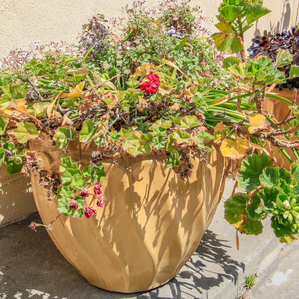 Decorative Outdoor Plants with Stone Planters EBTH