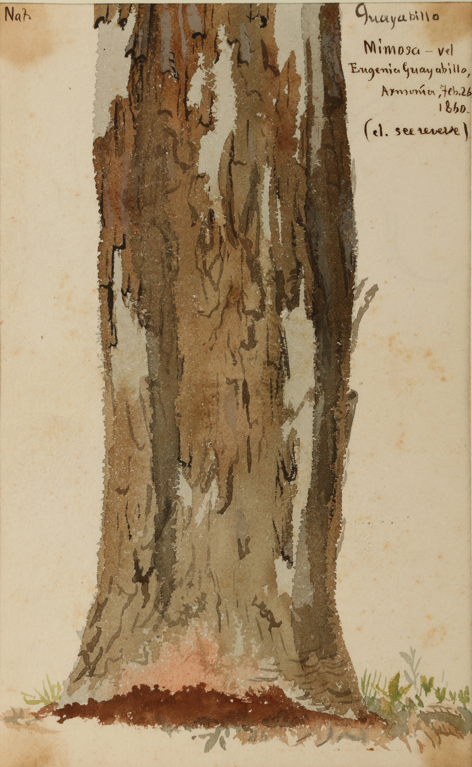 Charles DeWolf Brownell Watercolor Painting “Guayabilla (Mimosa)” | EBTH