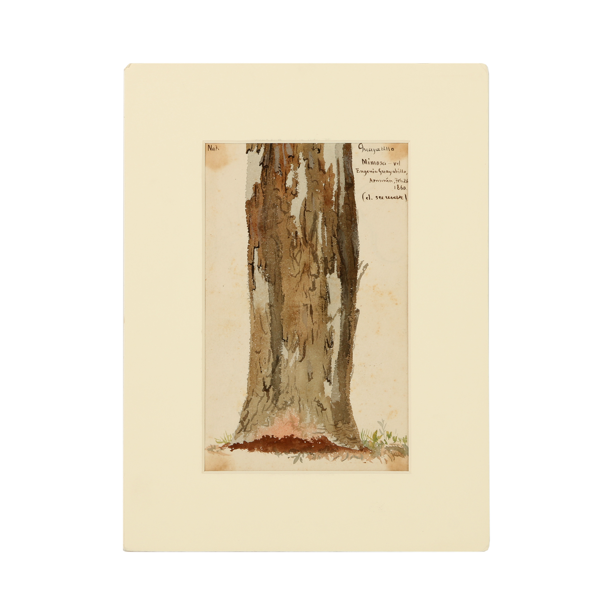 Charles DeWolf Brownell Watercolor Painting “Guayabilla (Mimosa)” | EBTH