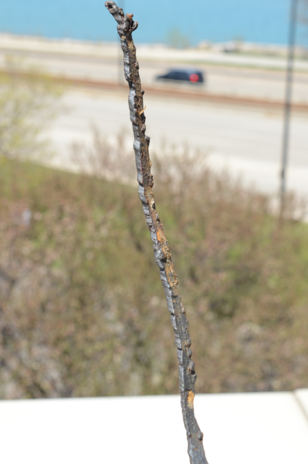 Ellis Nelson Metal Sculpture of a Dragon EBTH