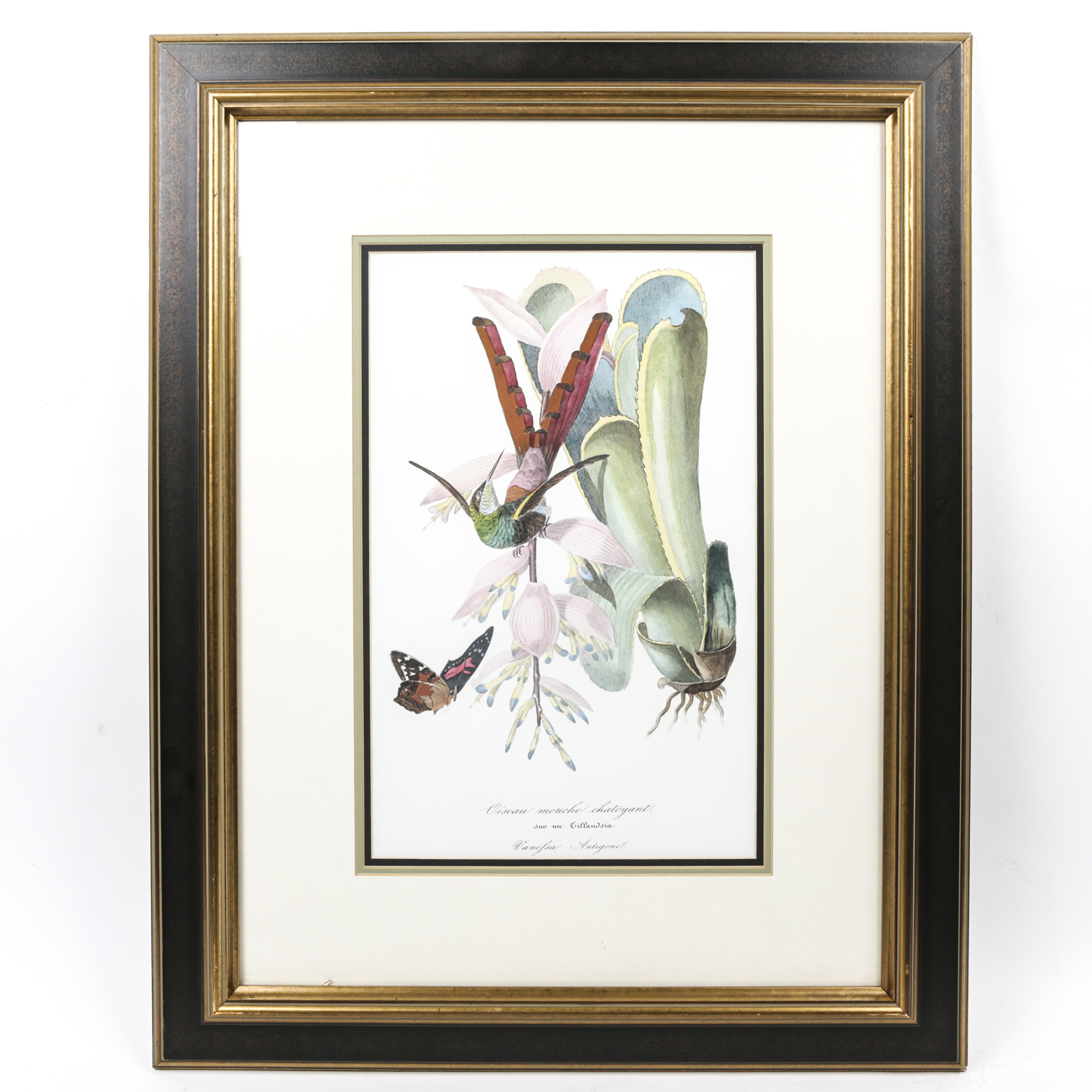 Ornithological Lithograph Oiseau Mouche Chatoyant